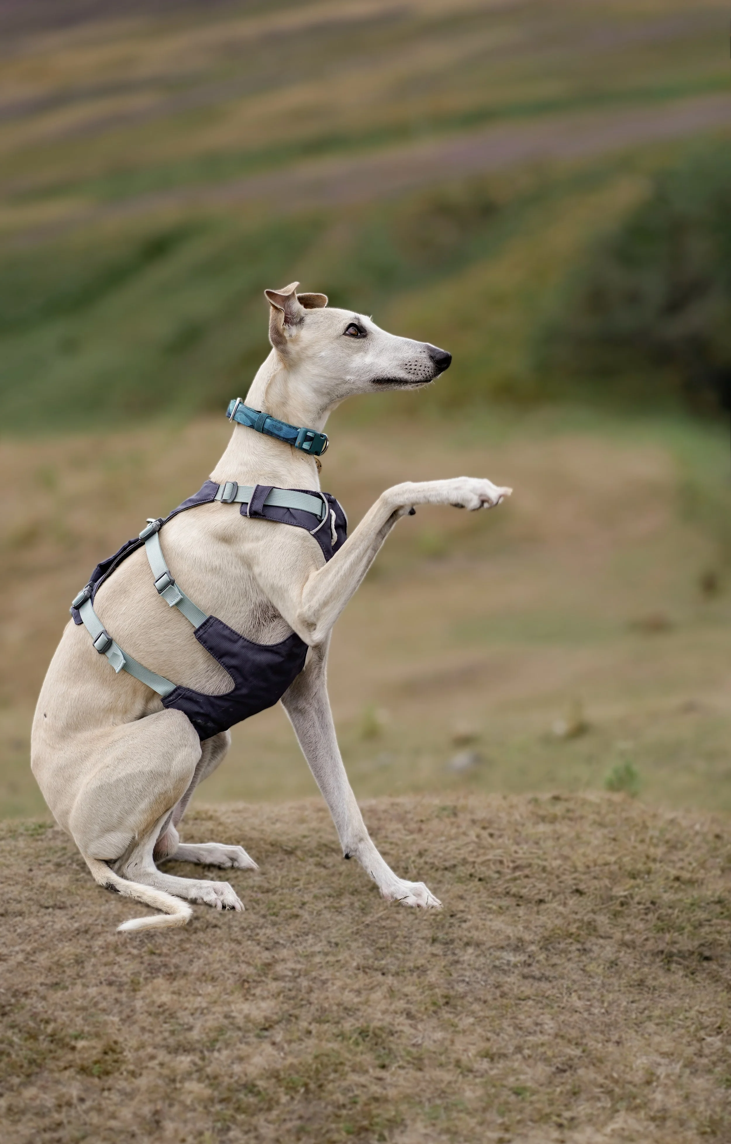 A dog sitting on grassy terrain, wearing a harness and a collar, with one paw raised as if gesturing, against an outdoor background.