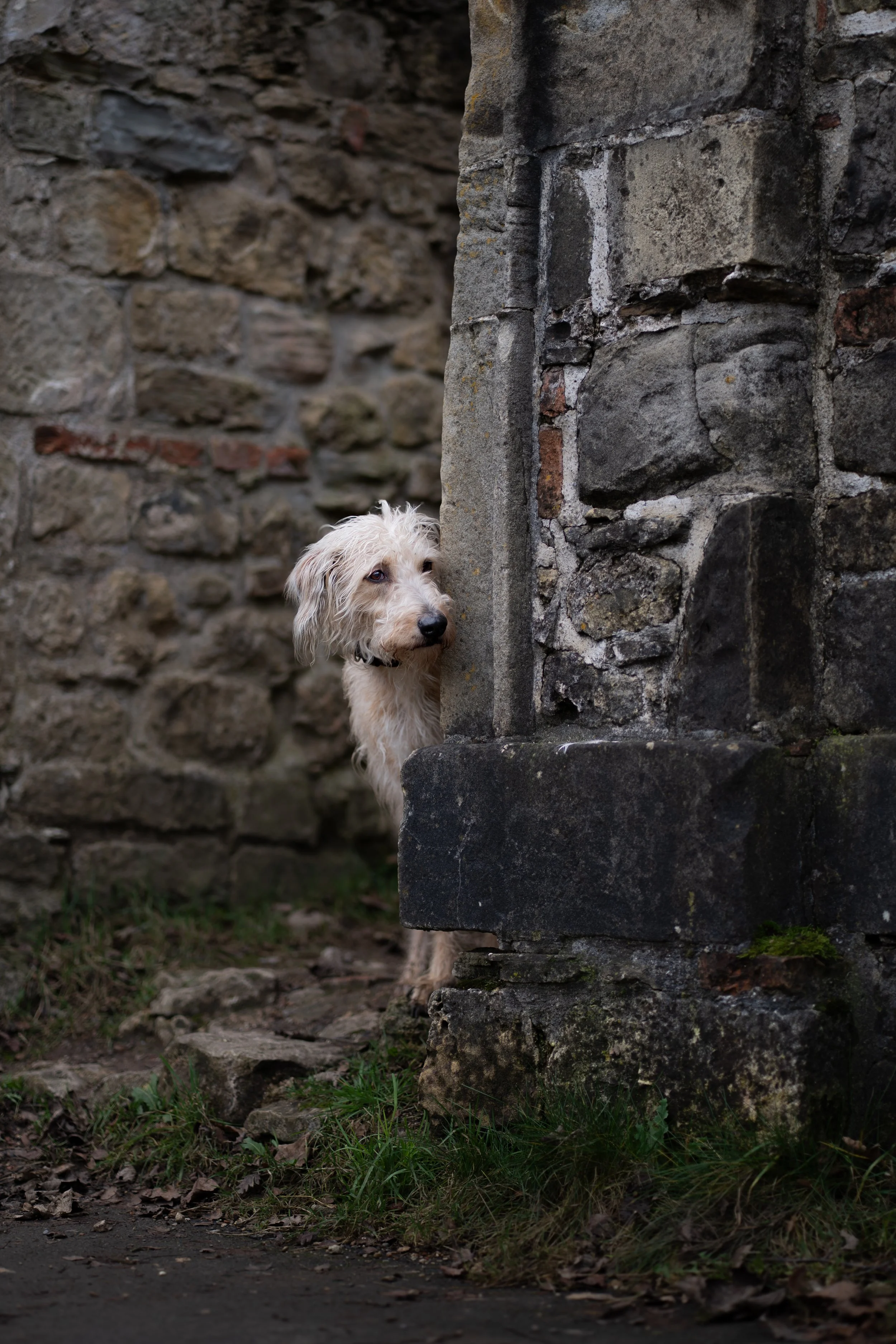A young, curly-haired, light-colored dog peeks from behind a weathered stone wall, with a backdrop of another stone wall and green grass on the ground.