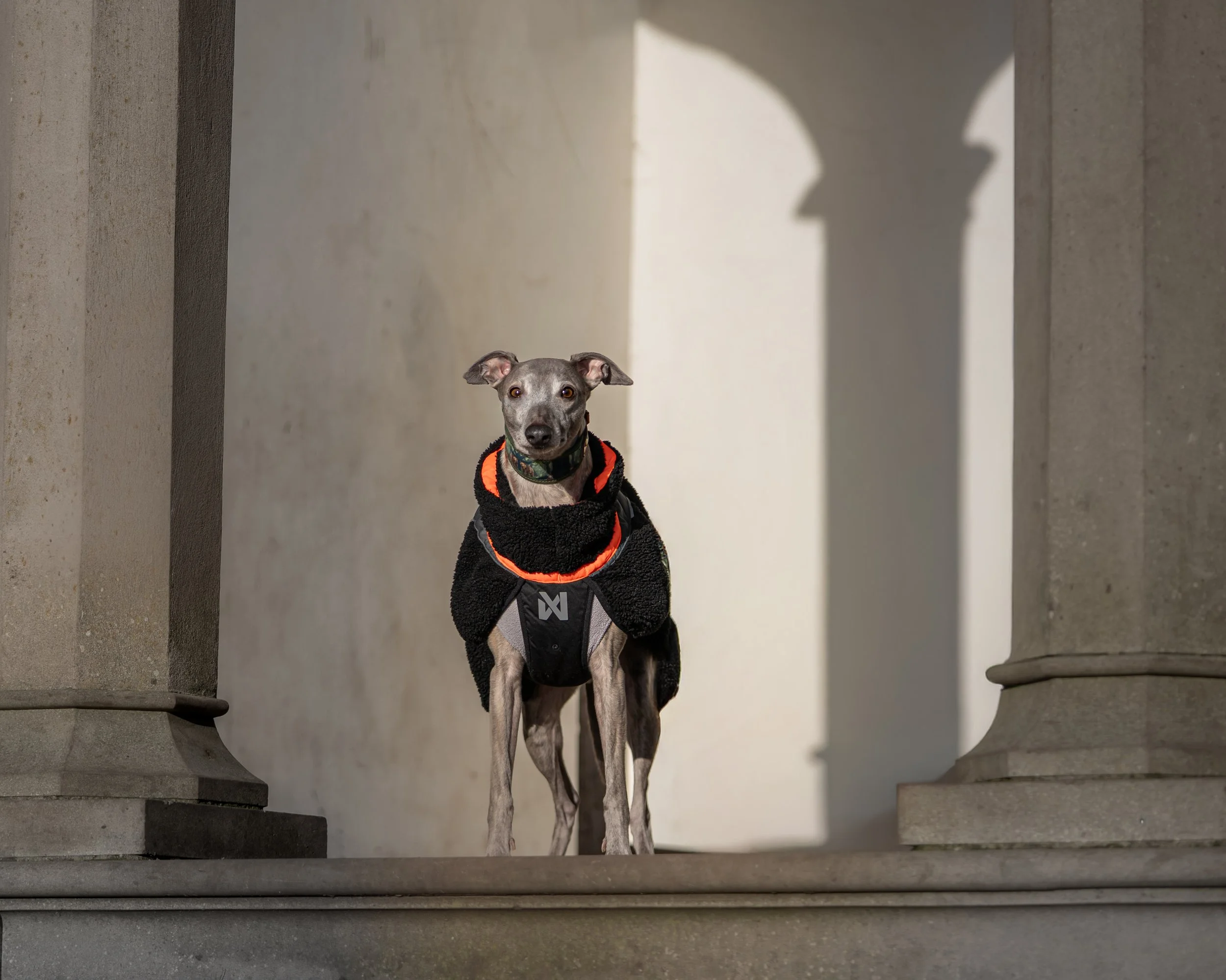 A whippet dog wearing an orange and black fleece jumper standing on steps between stone columns with sunlight casting shadows on the wall behind.