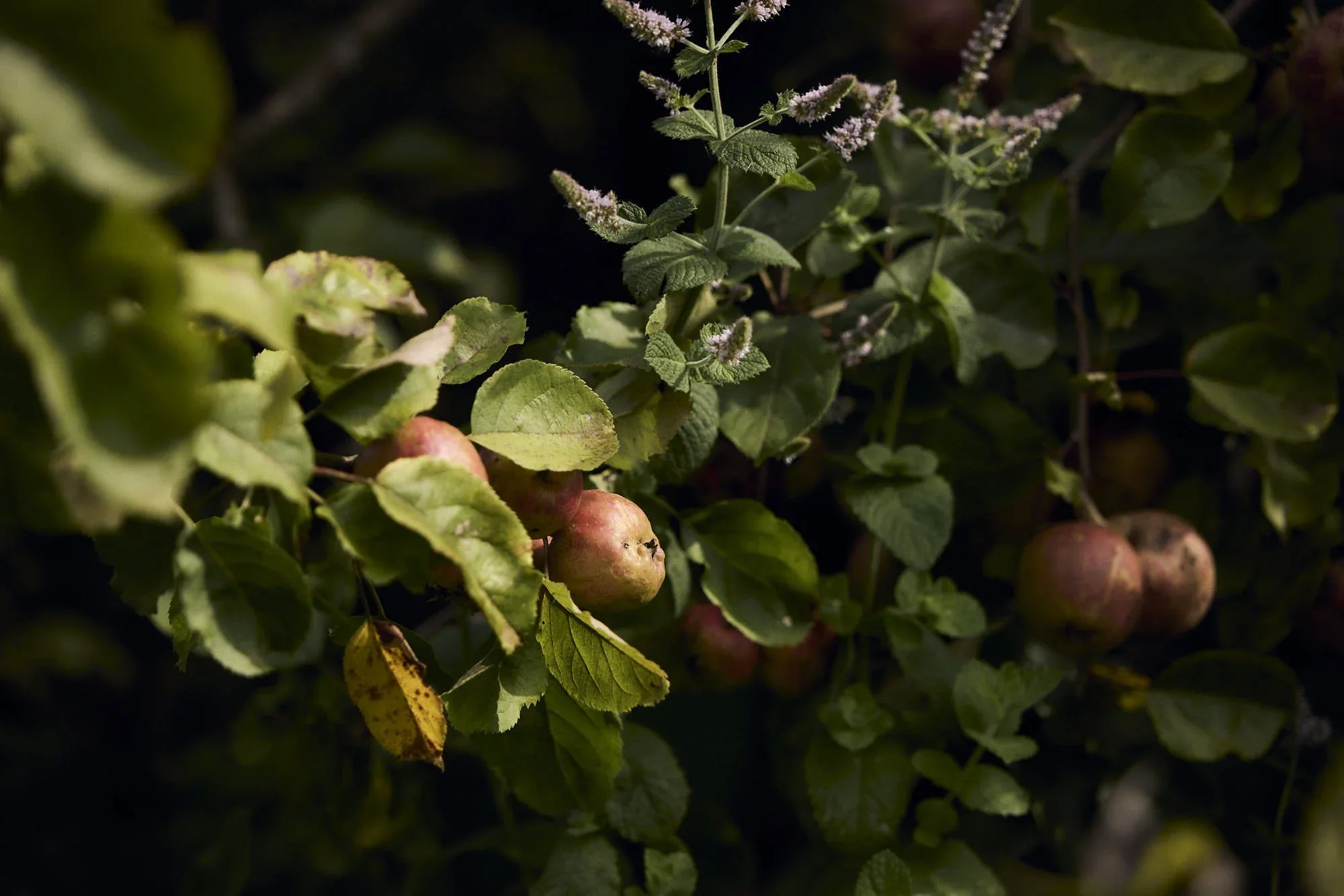 D_X2A2923.webp