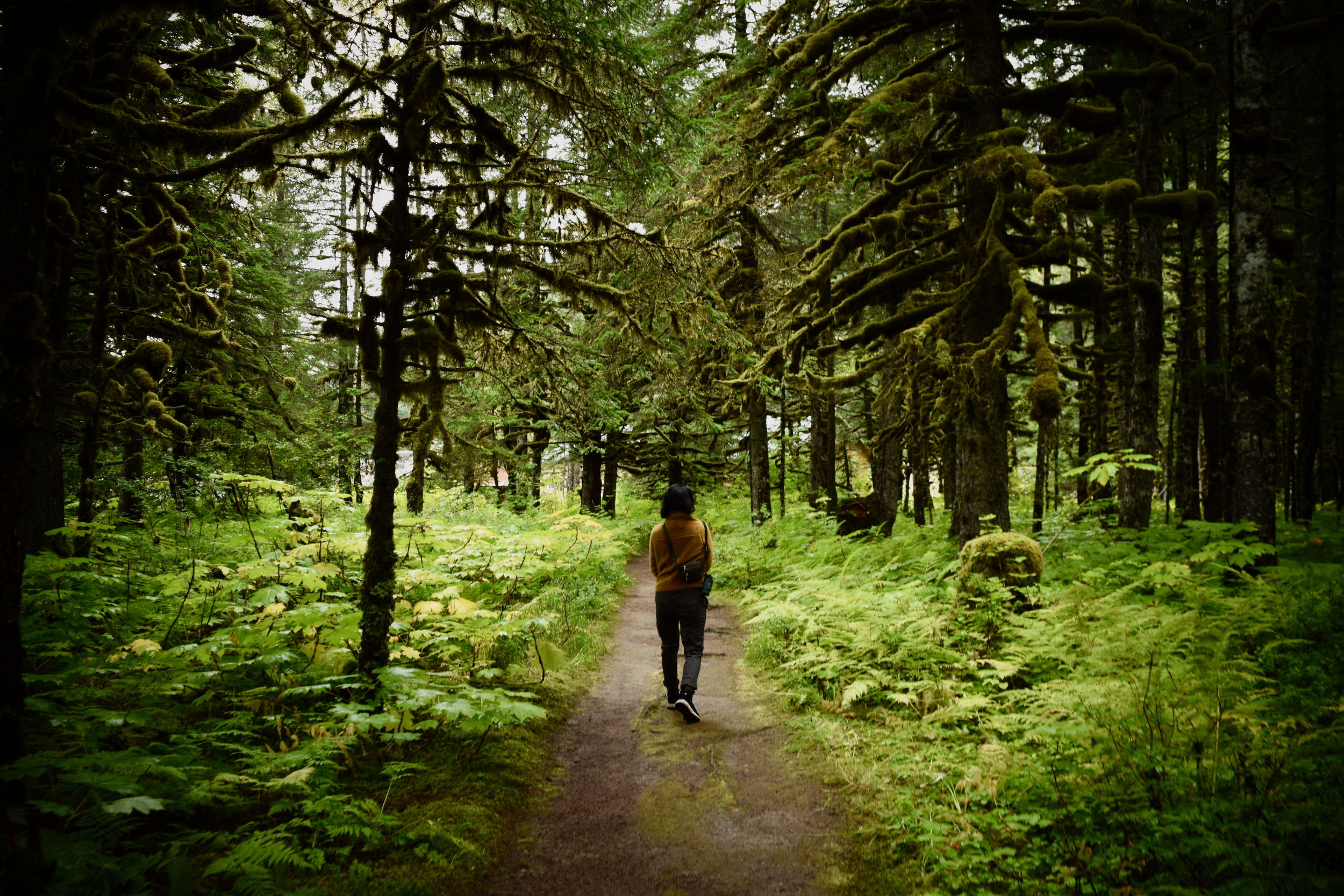 A traveler walking alone along a path through a lush, moss-covered forest.