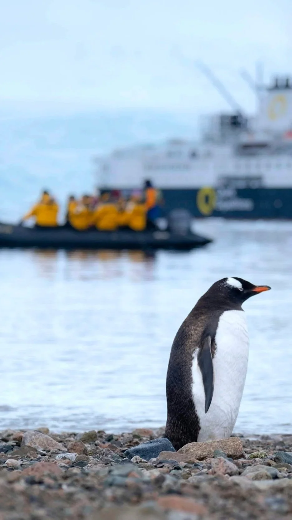A penguin on a rocky shore with an expedition ship and inflatable boats in the background.