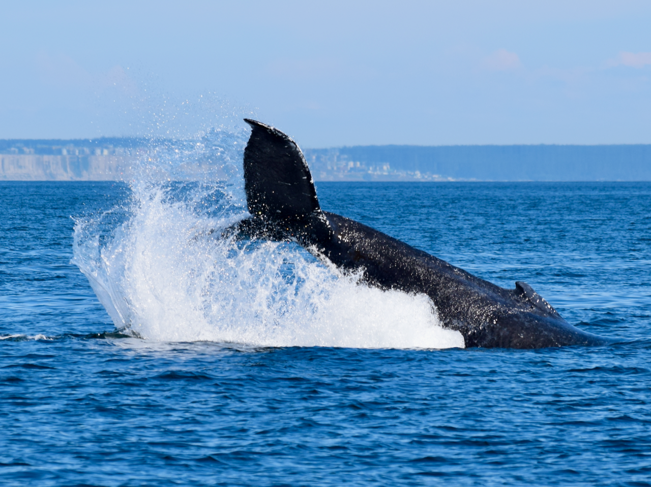 A humpback whale breaching from the ocean.