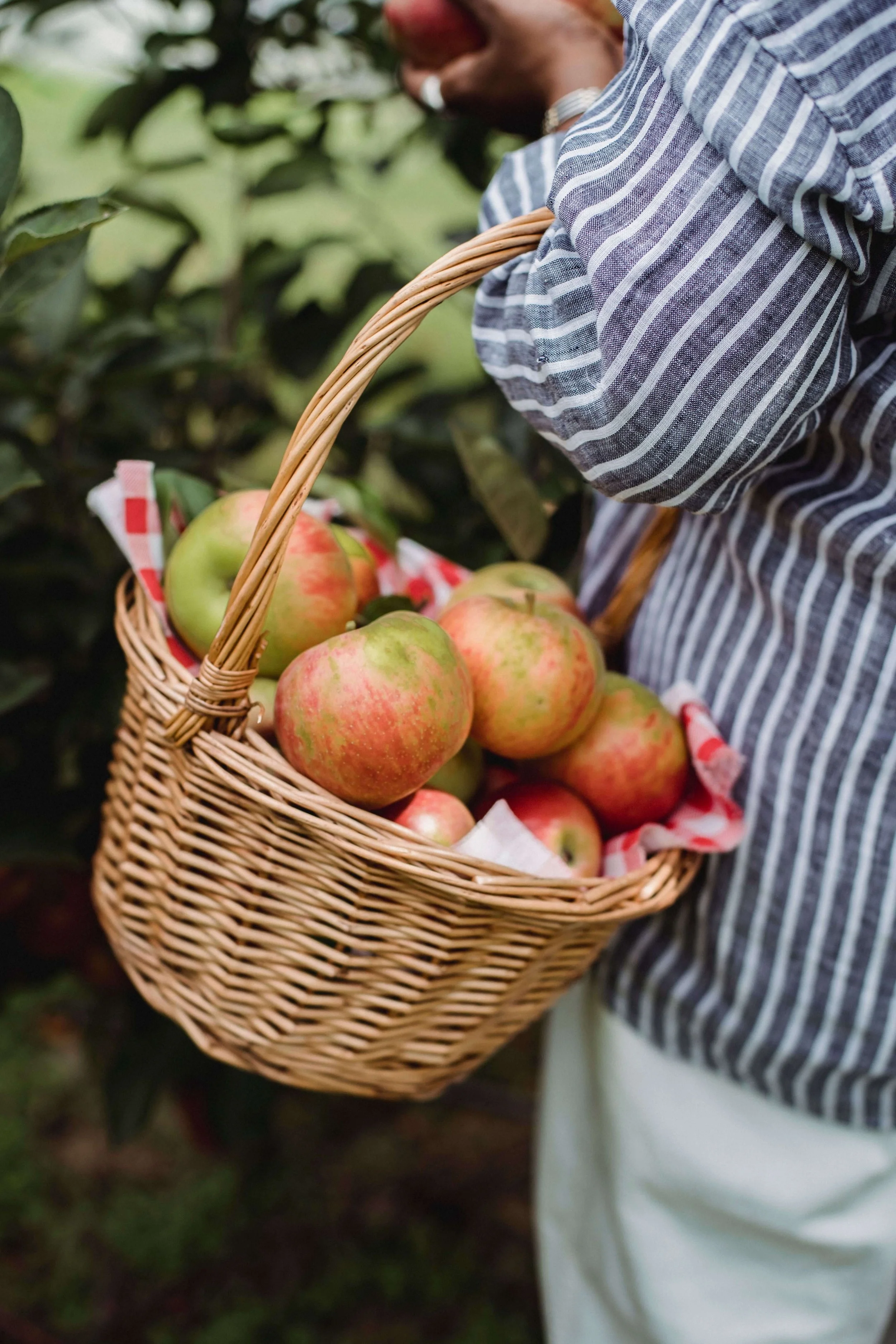 The New England Apple Guide