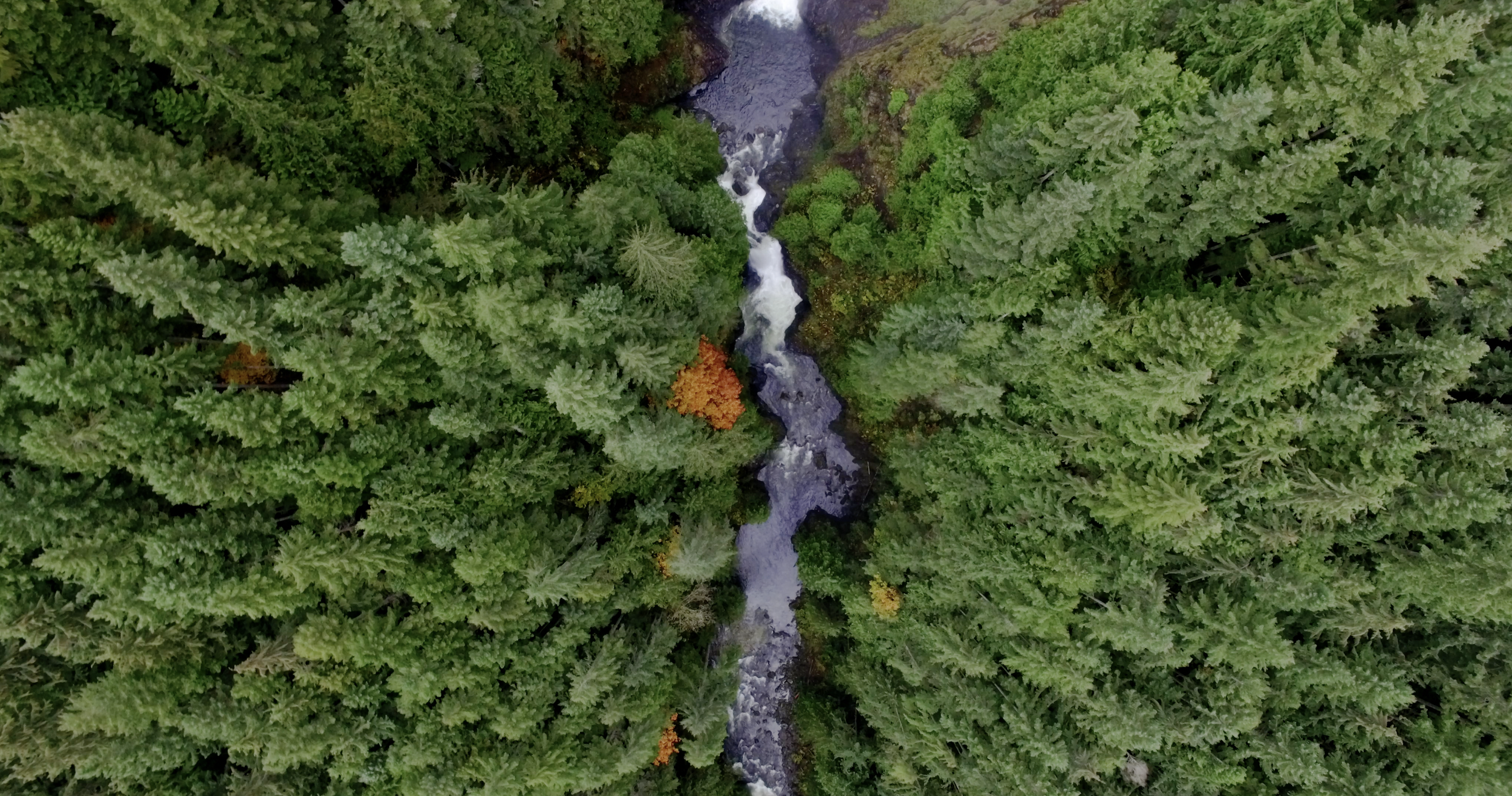 A river through a British Columbia forest