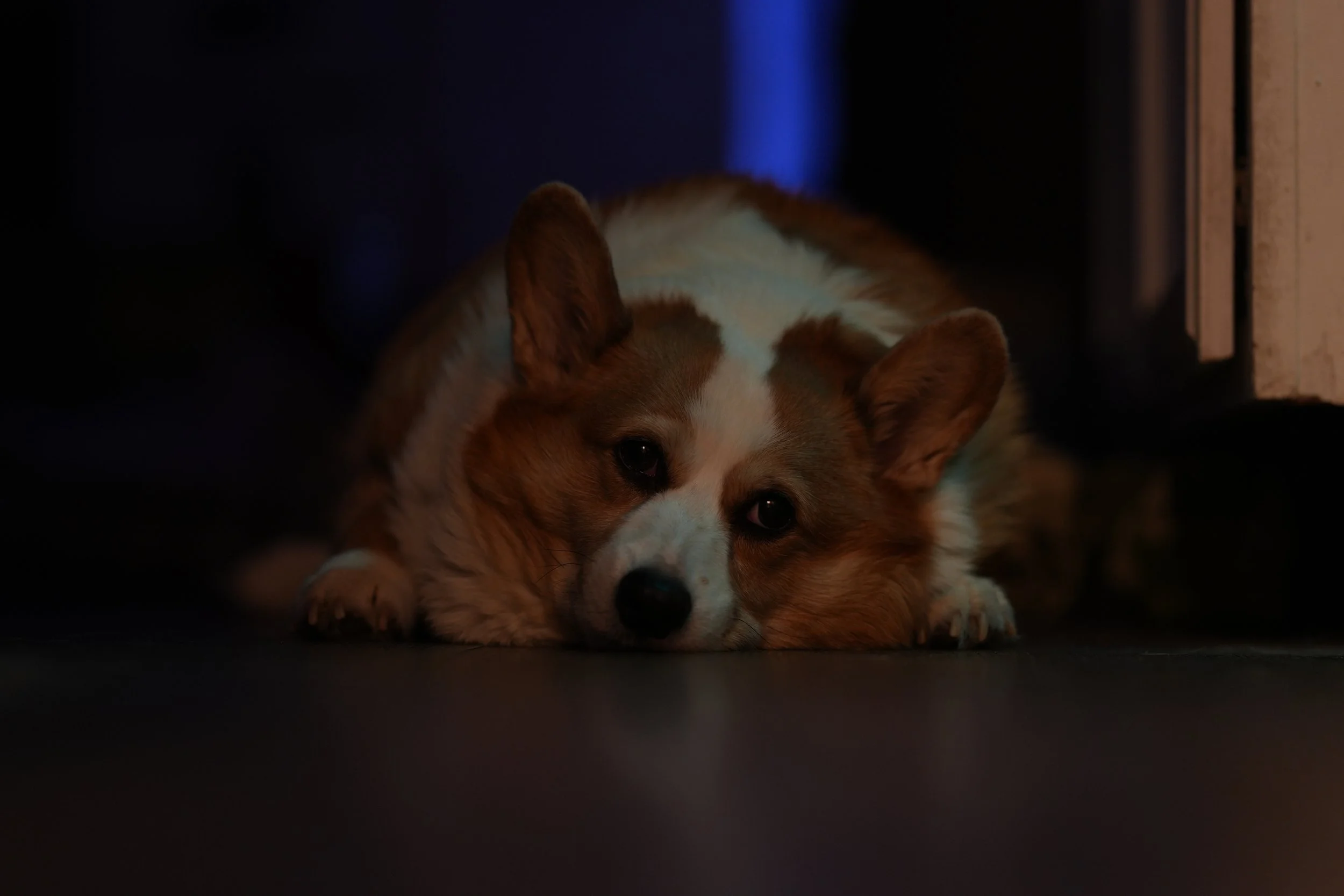 Pets