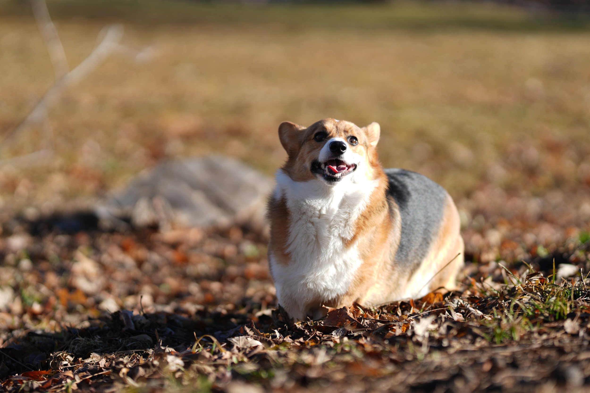 1 Calendar Peaches 1.JPG
