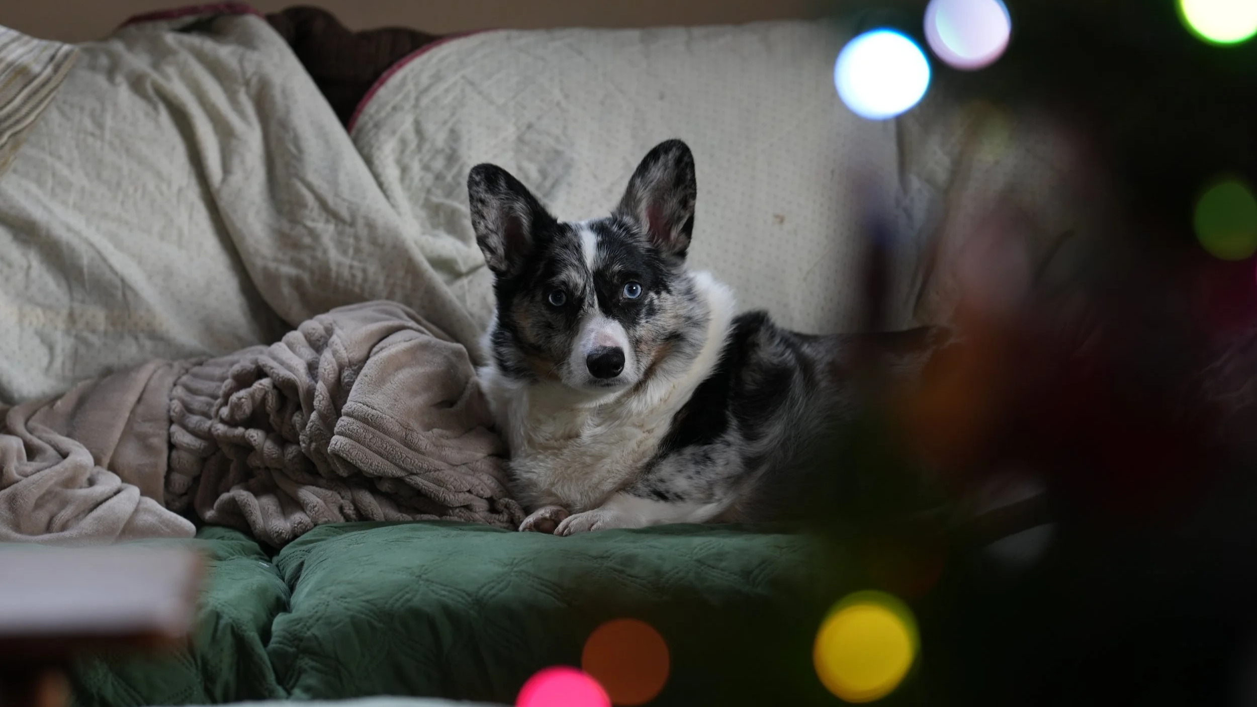 A merle Australian Shepherd dog with striking blue eyes lying on a beige blanket on a bed, with a cozy pillow behind, viewed through the out-of-focus colorful lights of a decorated Christmas tree.