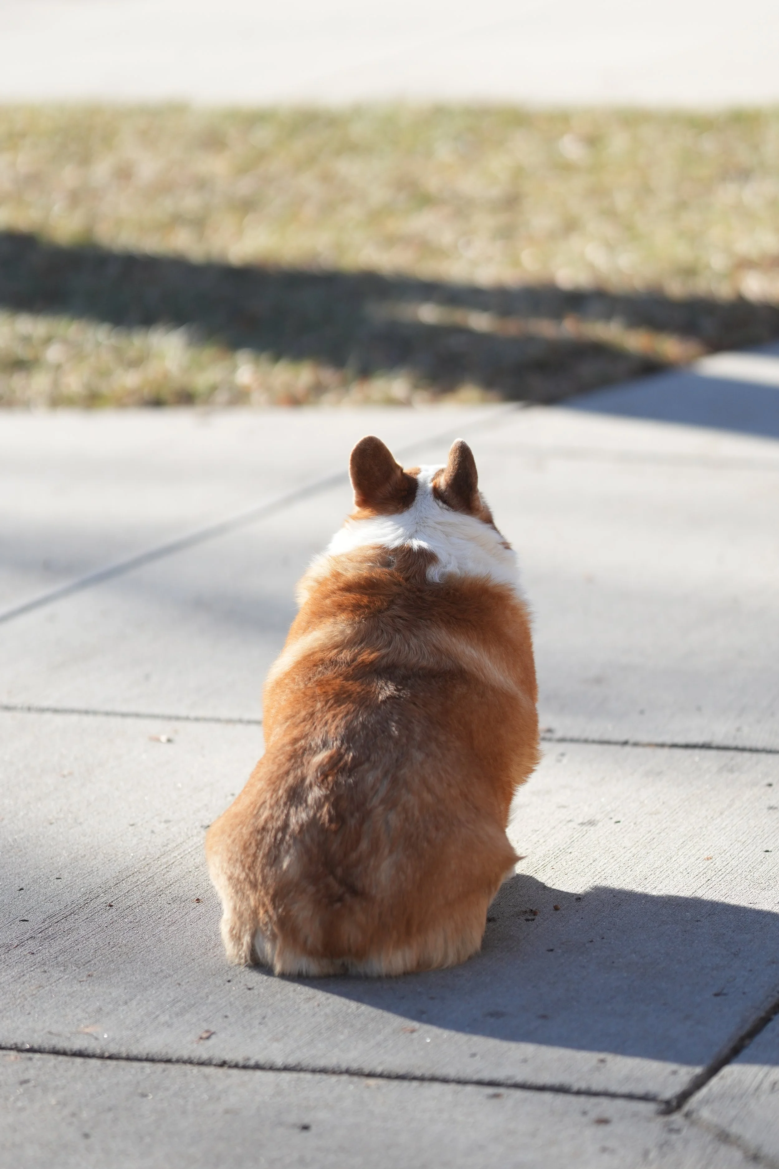 Back of a corgi dog sitting on a sidewalk, facing away, with grass and a shadow in the background.