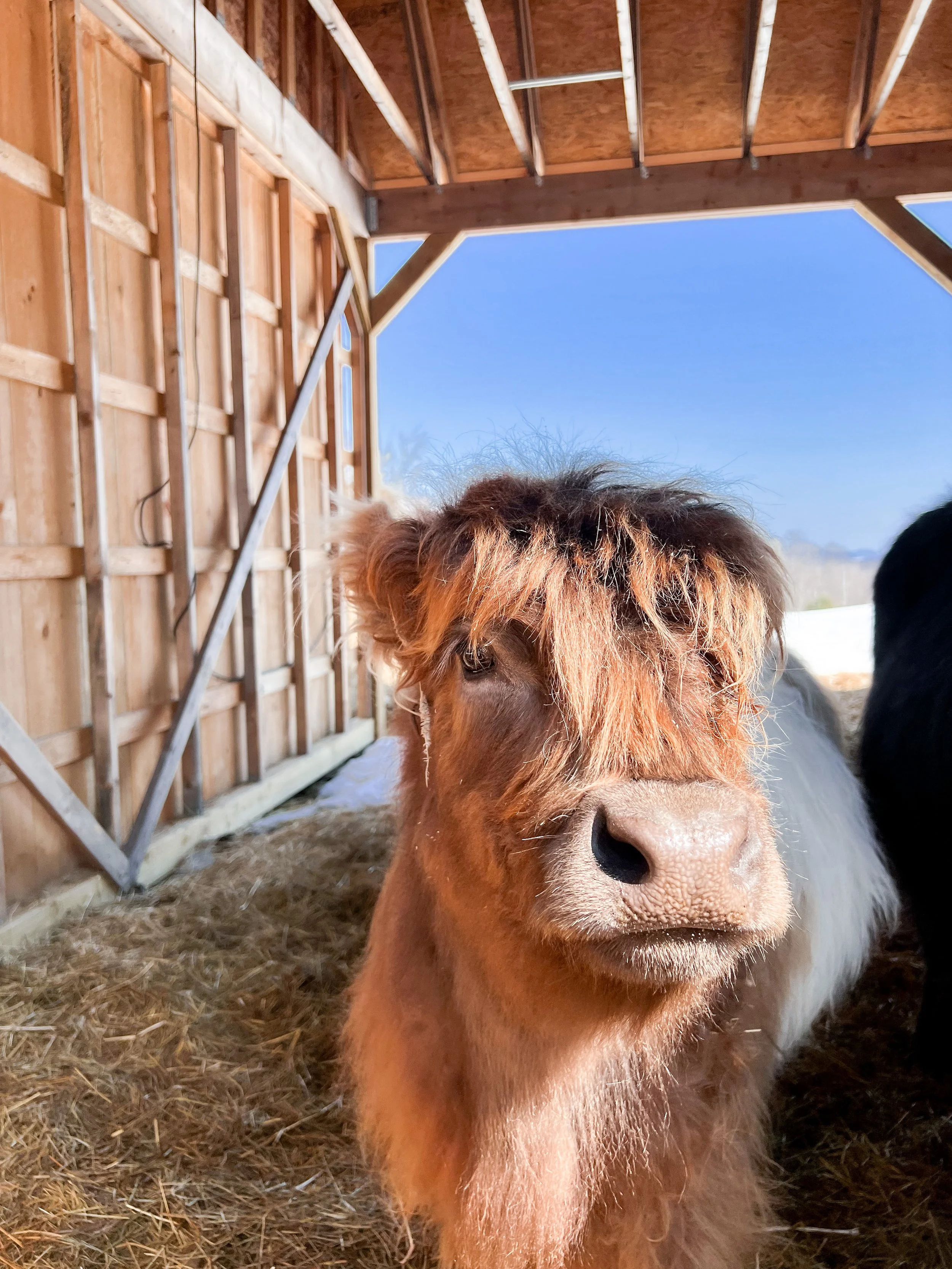 10 Must-Have Essentials for a Well-Organized Highland Cow Barn