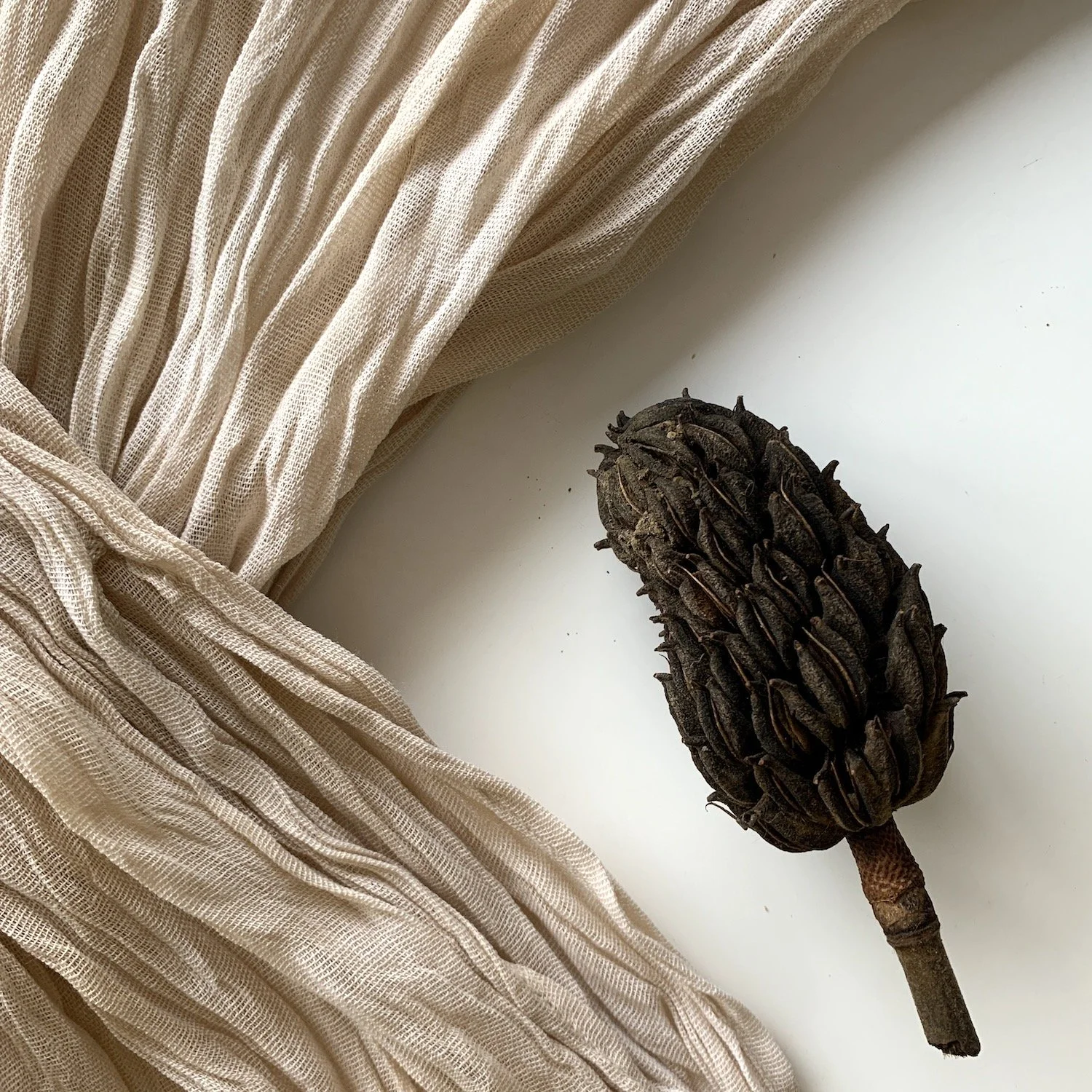 Mexchic exploration of traditional artisanal natural botanical dyes and dying in Oaxaca Mexico, hand dyed pochote ceiba kapok tree seed pod fiber endemic plant cellulose fiber perricon mexican mint marigold añil indigo magnolia rosemary granada pomeg