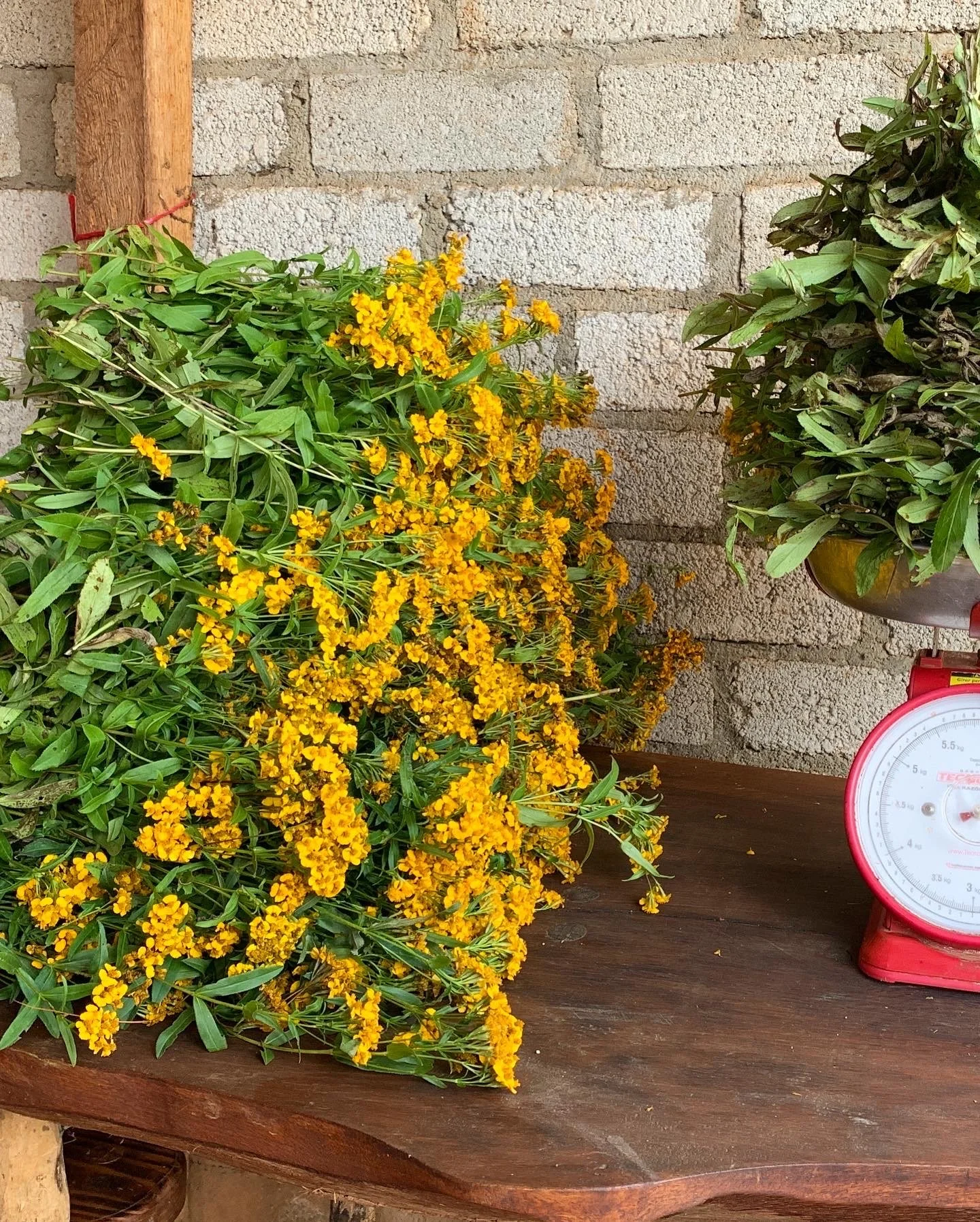 Mexchic exploration of traditional artisanal natural botanical dyes and dying in Oaxaca Mexico, hand dyed pochote ceiba kapok tree seed pod fiber endemic plant cellulose fiber perricon mexican mint marigold añil indigo magnolia rosemary granada pomeg