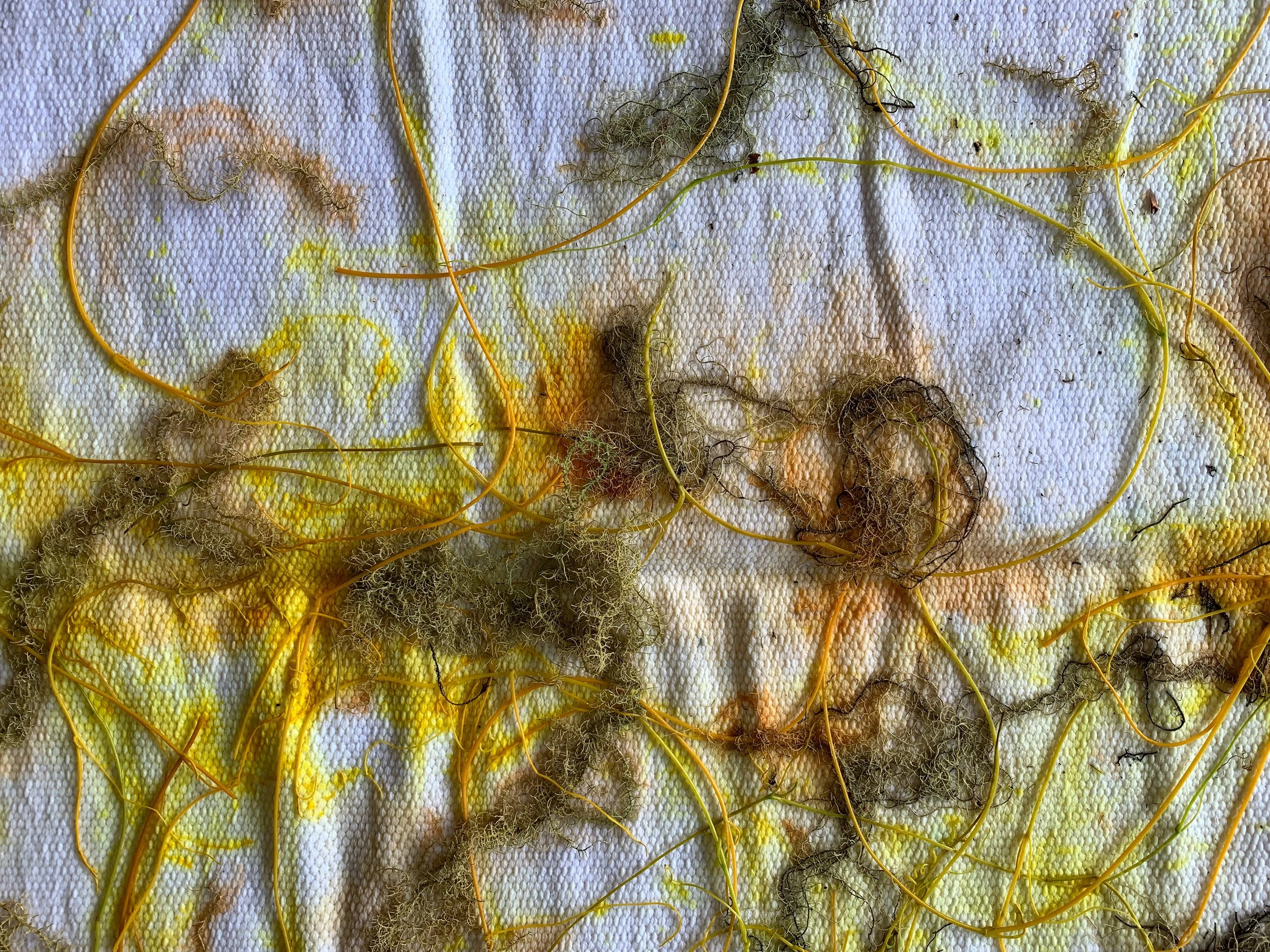 Mexchic exploration of traditional artisanal natural botanical dyes and dying in Oaxaca Mexico, hand dyed pochote ceiba kapok tree seed pod fiber endemic plant cellulose fiber perricon mexican mint marigold añil indigo magnolia rosemary granada pomeg