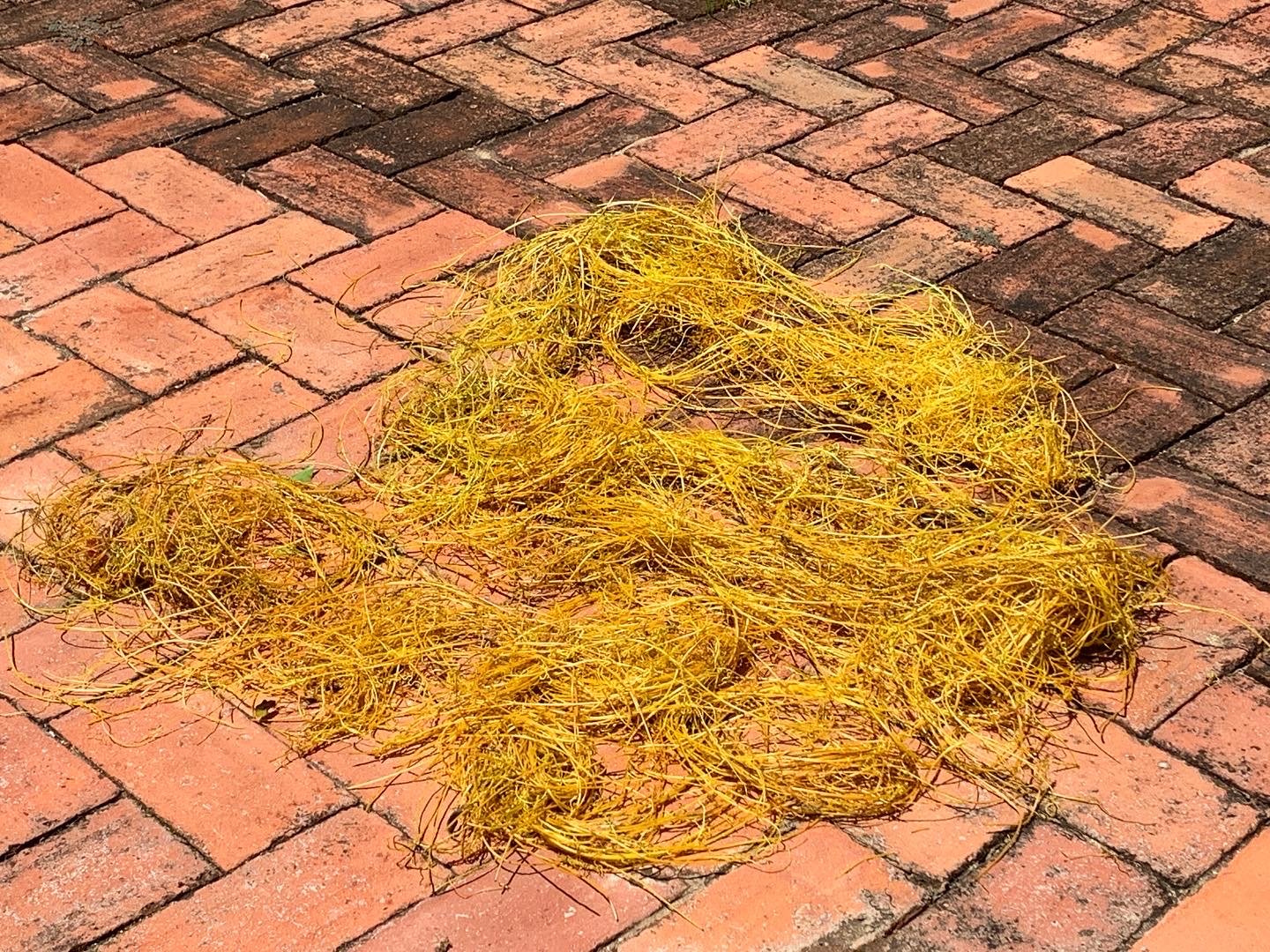 Natural Dyes Research