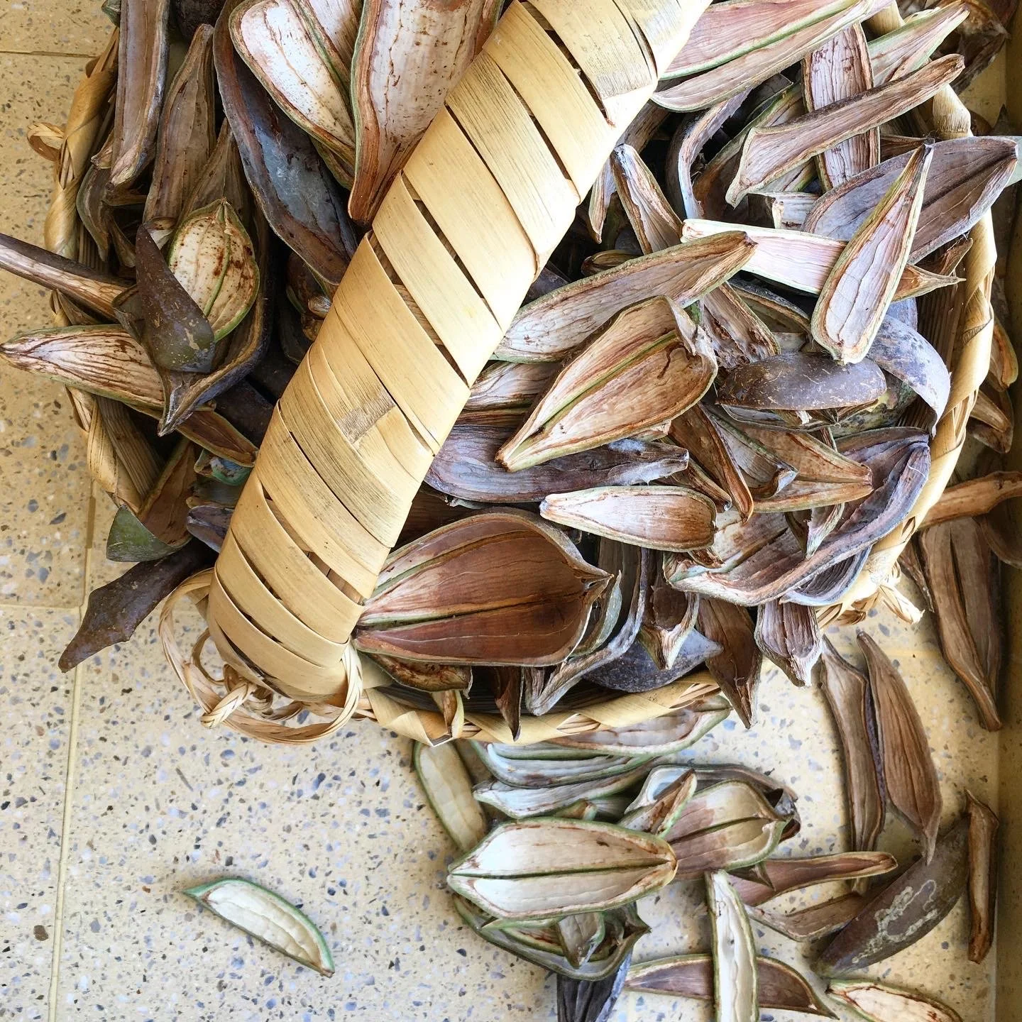 Mexchic fiber research on traditional Mayan ceiba kapok pochote seed pod fiber in Oaxaca Mexico, weaving, spinning cotton, natural, ethical, sustainable, organic fabric Mexican textiles made by craftsman and artisans with natural and botanical dyes p