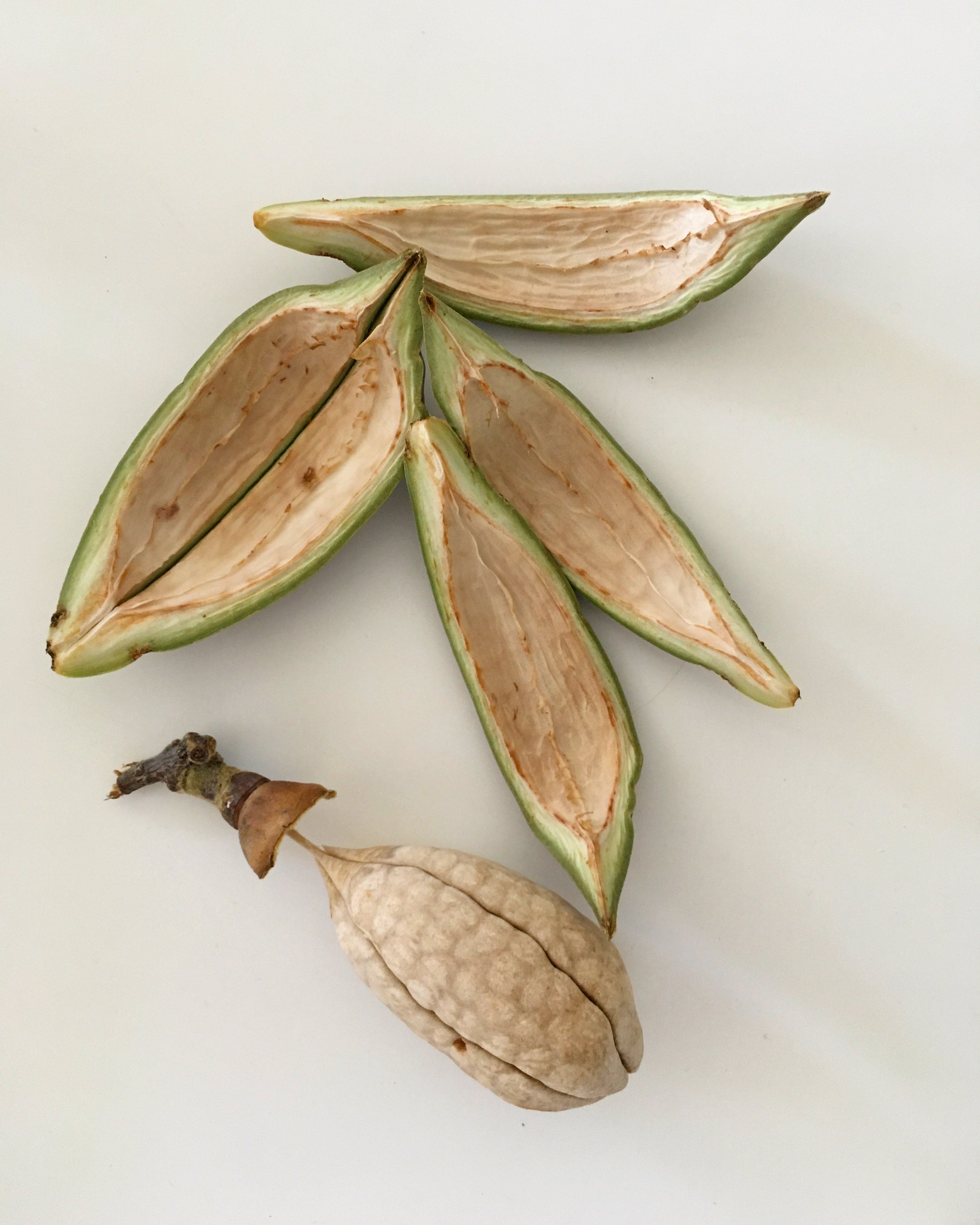 Mexchic fiber research on traditional Mayan ceiba kapok pochote seed pod fiber in Oaxaca Mexico, weaving, spinning cotton, natural, ethical, sustainable, organic fabric Mexican textiles made by craftsman and artisans with natural and botanical dyes p