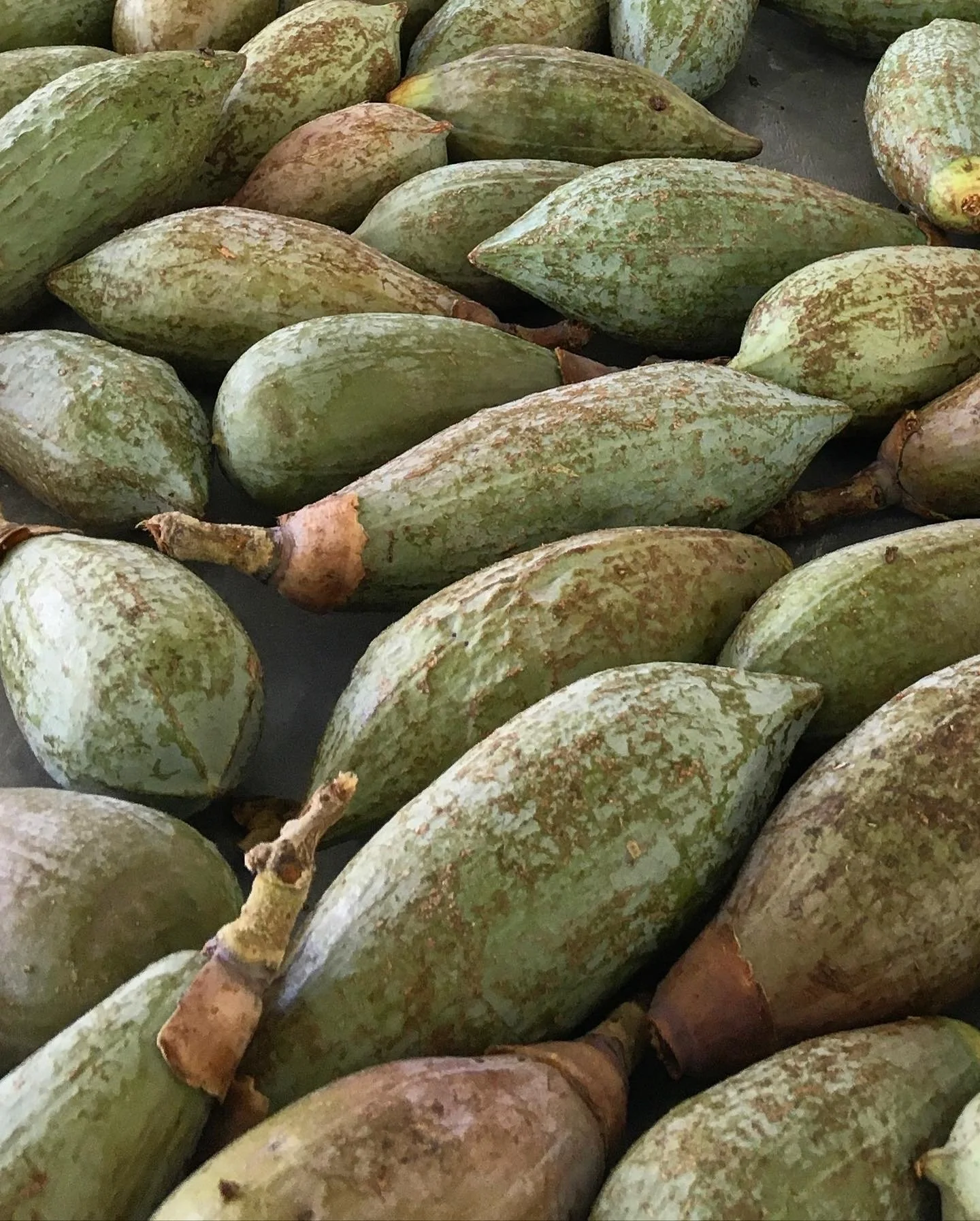 Mexchic fiber research on traditional Mayan ceiba kapok pochote seed pod fiber in Oaxaca Mexico, weaving, spinning cotton, natural, ethical, sustainable, organic fabric Mexican textiles made by craftsman and artisans with natural and botanical dyes p