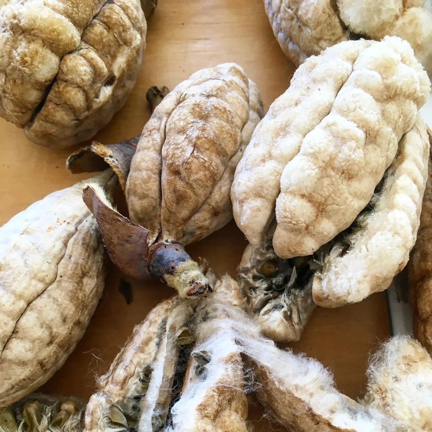 Mexchic fiber research on traditional Mayan ceiba kapok pochote seed pod fiber in Oaxaca Mexico, weaving, spinning cotton, natural, ethical, sustainable, organic fabric Mexican textiles made by craftsman and artisans with natural and botanical dyes p