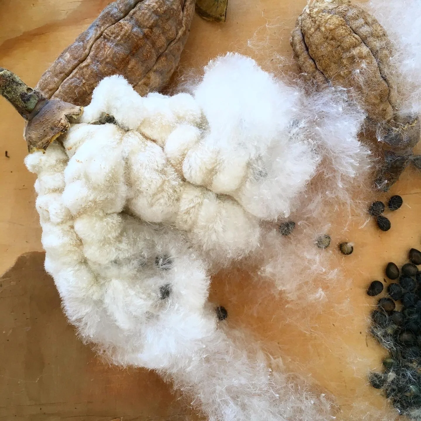 Mexchic fiber research on traditional Mayan ceiba kapok pochote seed pod fiber in Oaxaca Mexico, weaving, spinning cotton, natural, ethical, sustainable, organic fabric Mexican textiles made by craftsman and artisans with natural and botanical dyes p