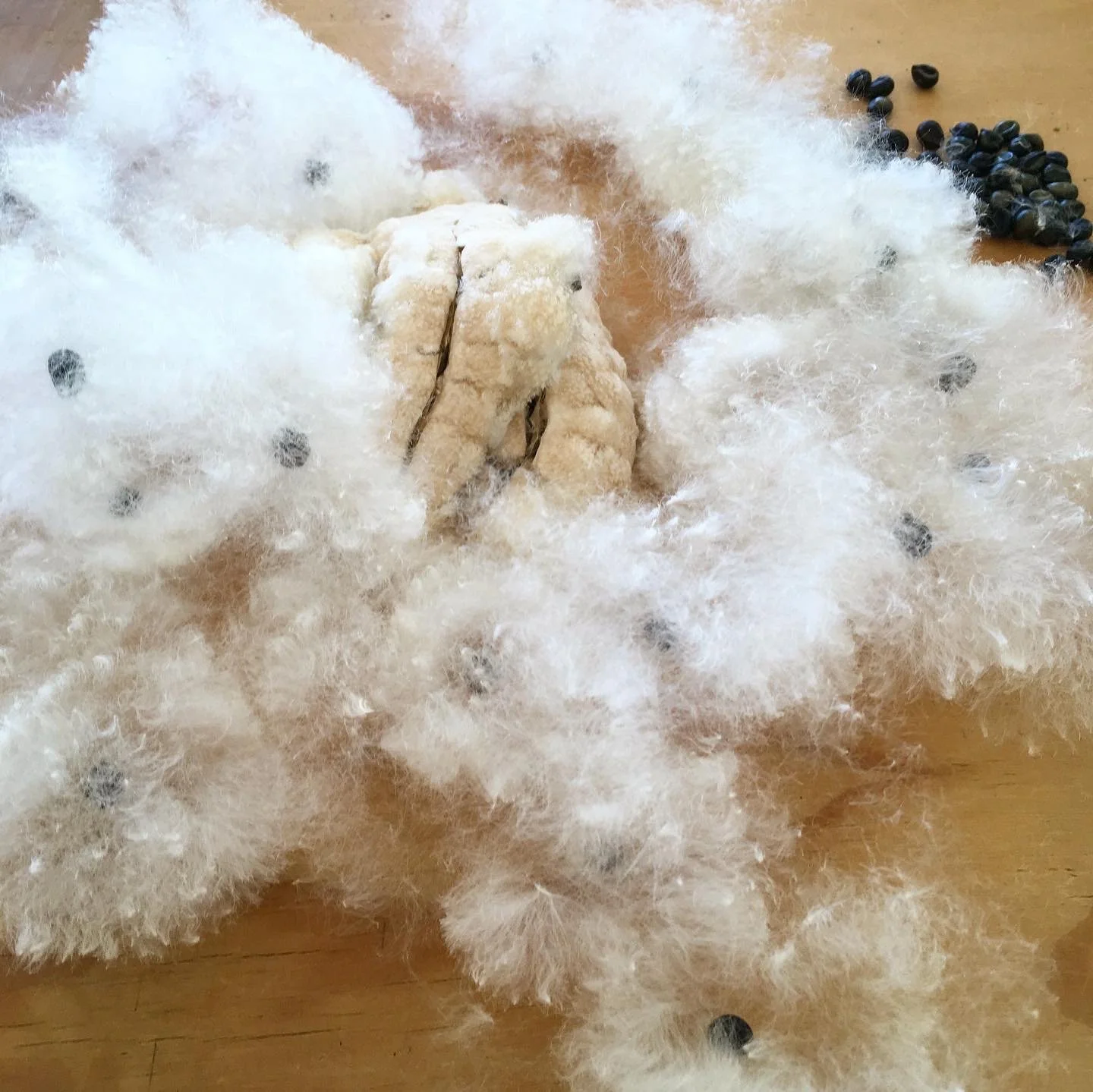 Mexchic fiber research on traditional Mayan ceiba kapok pochote seed pod fiber in Oaxaca Mexico, weaving, spinning cotton, natural, ethical, sustainable, organic fabric Mexican textiles made by craftsman and artisans with natural and botanical dyes p