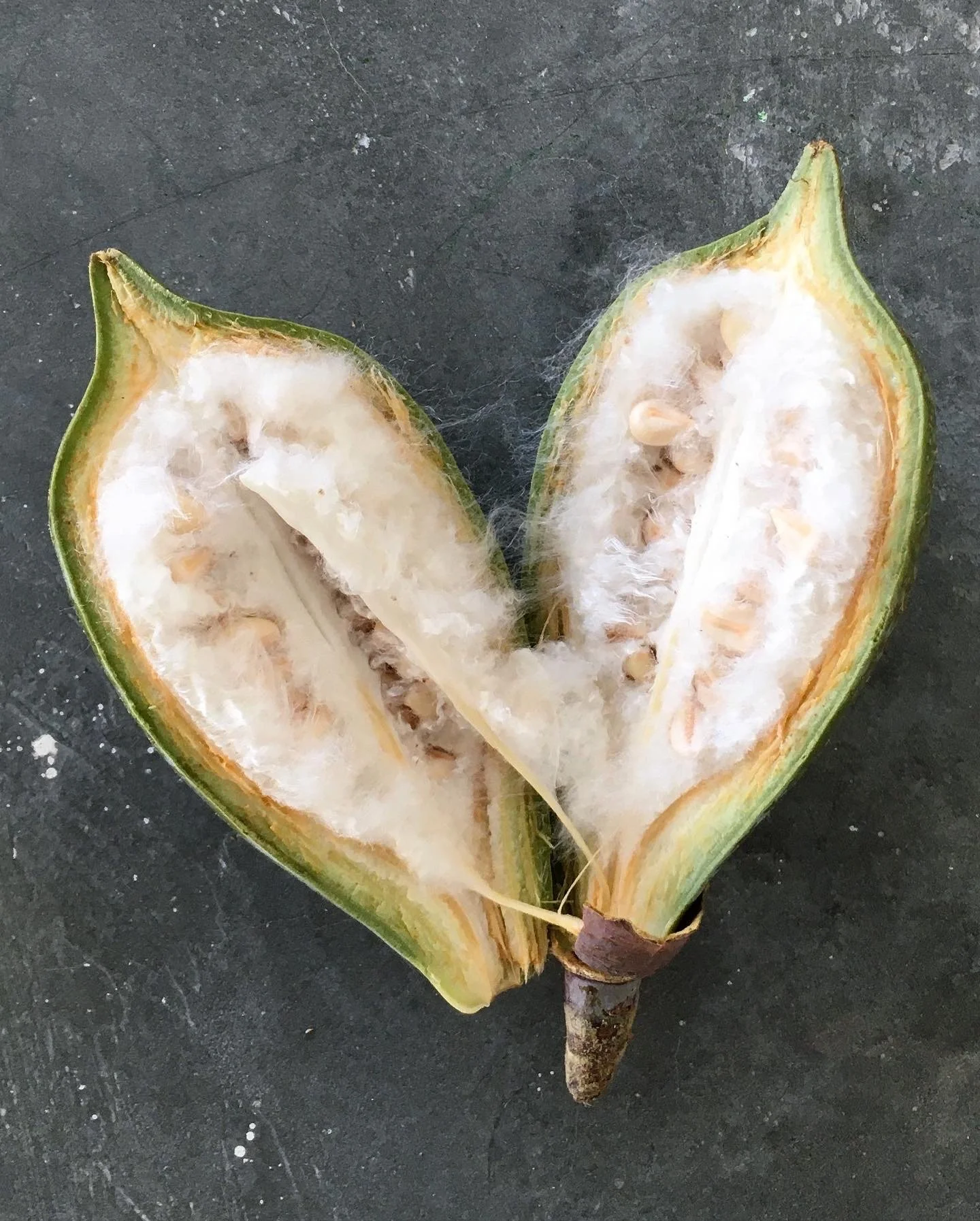 Mexchic fiber research on traditional Mayan ceiba kapok pochote seed pod fiber in Oaxaca Mexico, weaving, spinning cotton, natural, ethical, sustainable, organic fabric Mexican textiles made by craftsman and artisans with natural and botanical dyes p