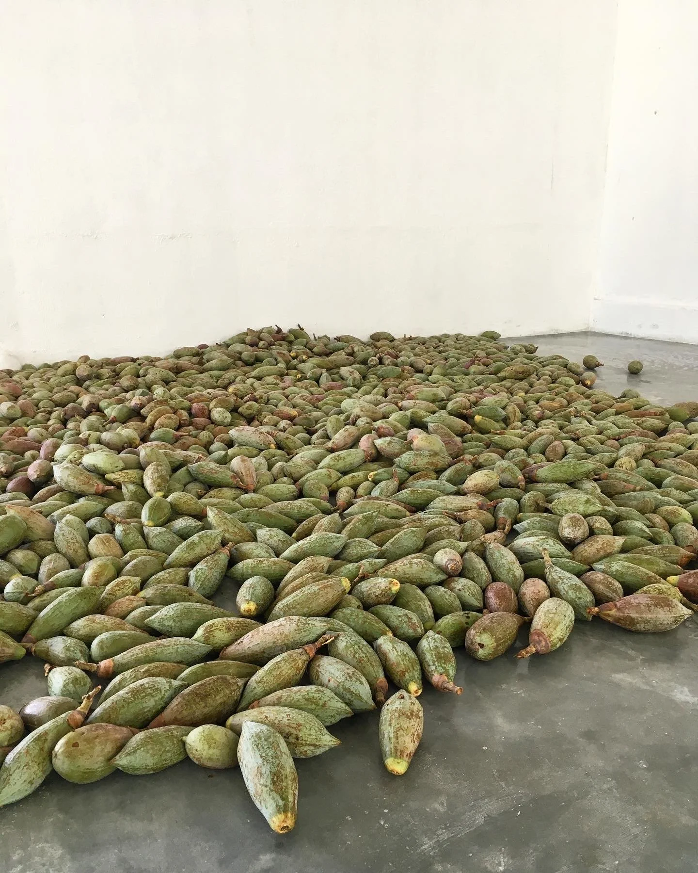 Mexchic fiber research on traditional Mayan ceiba kapok pochote seed pod fiber in Oaxaca Mexico, weaving, spinning cotton, natural, ethical, sustainable, organic fabric Mexican textiles made by craftsman and artisans with natural and botanical dyes p
