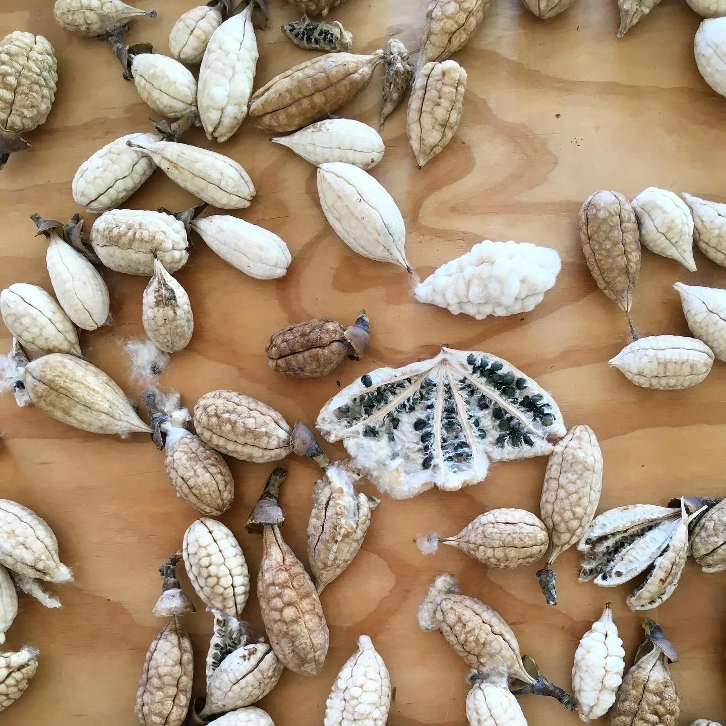 Mexchic fiber research on traditional Mayan ceiba kapok pochote seed pod fiber in Oaxaca Mexico, weaving, spinning cotton, natural, ethical, sustainable, organic fabric Mexican textiles made by craftsman and artisans with natural and botanical dyes p