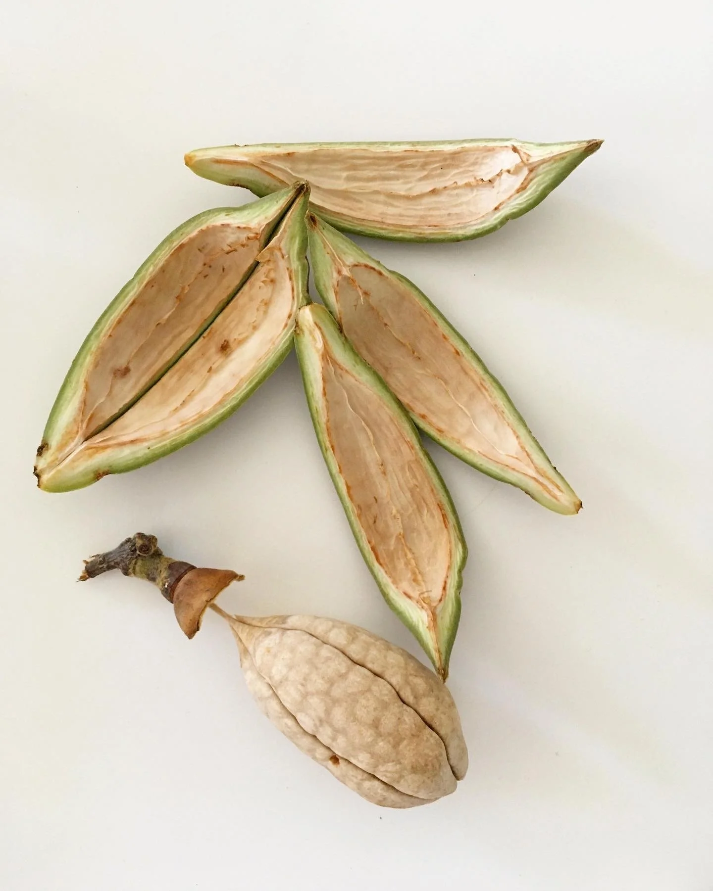 Pochote, 2018 - present