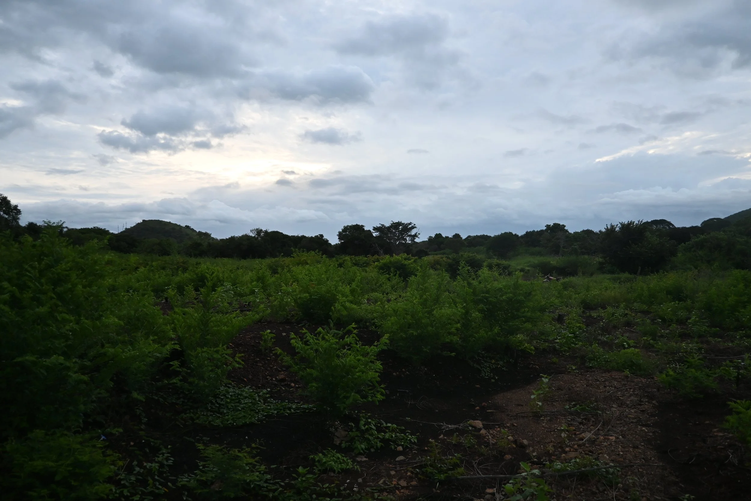 DSC_0433.JPG