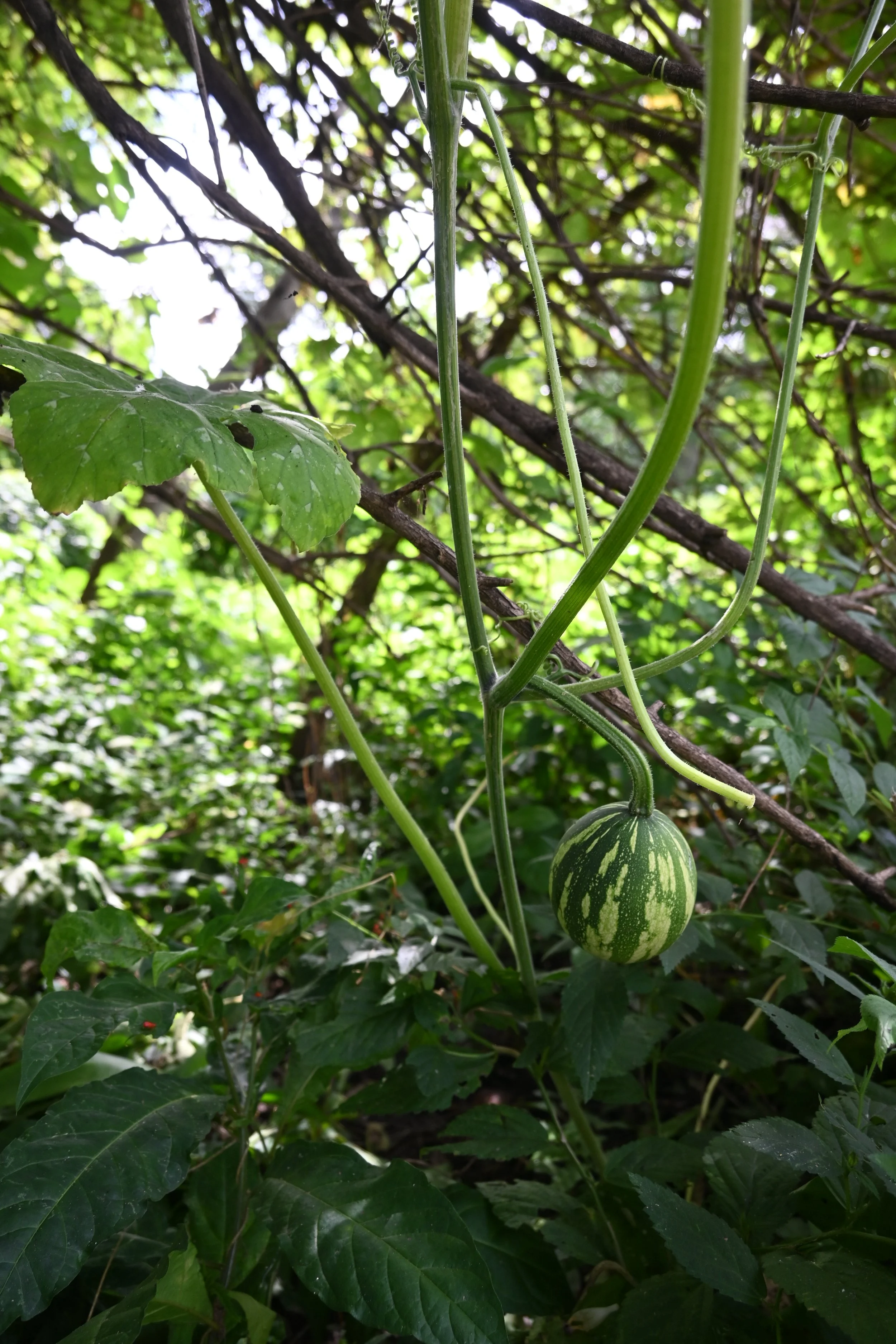 DSC_0625.JPG