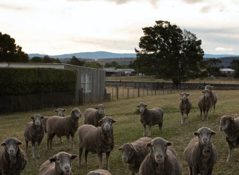 Wool, Cotton &amp; Sustainability 