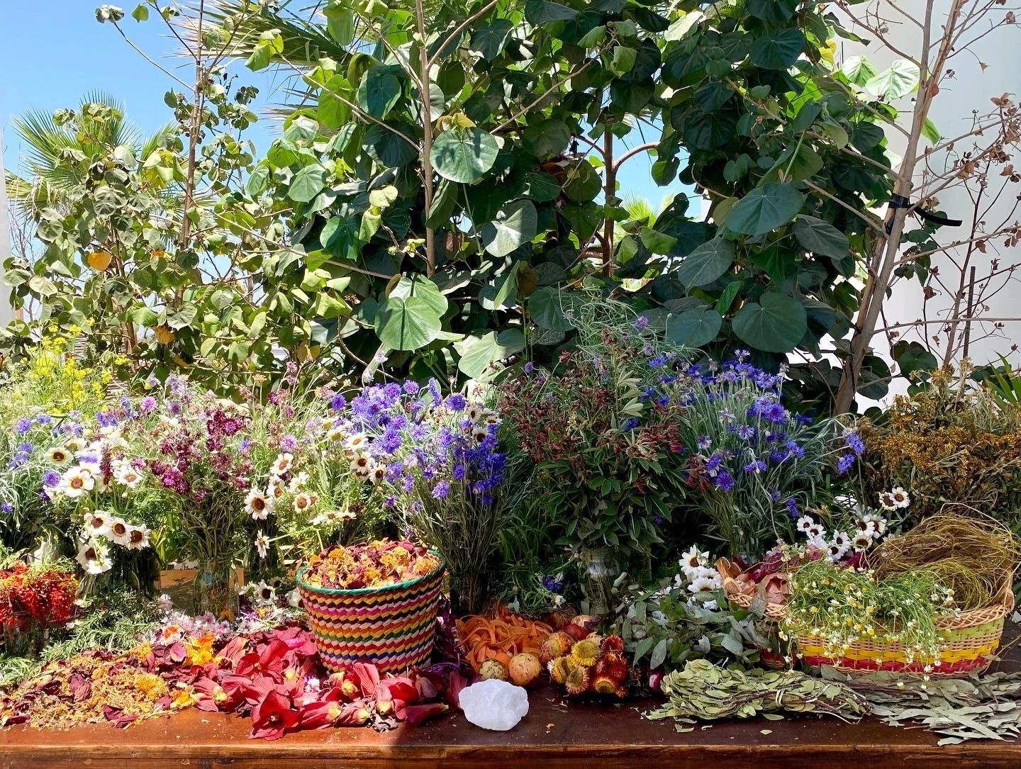 natural dyes, flowers, botanicals, sustainable making, creative flow, classes in oaxaca mexico 