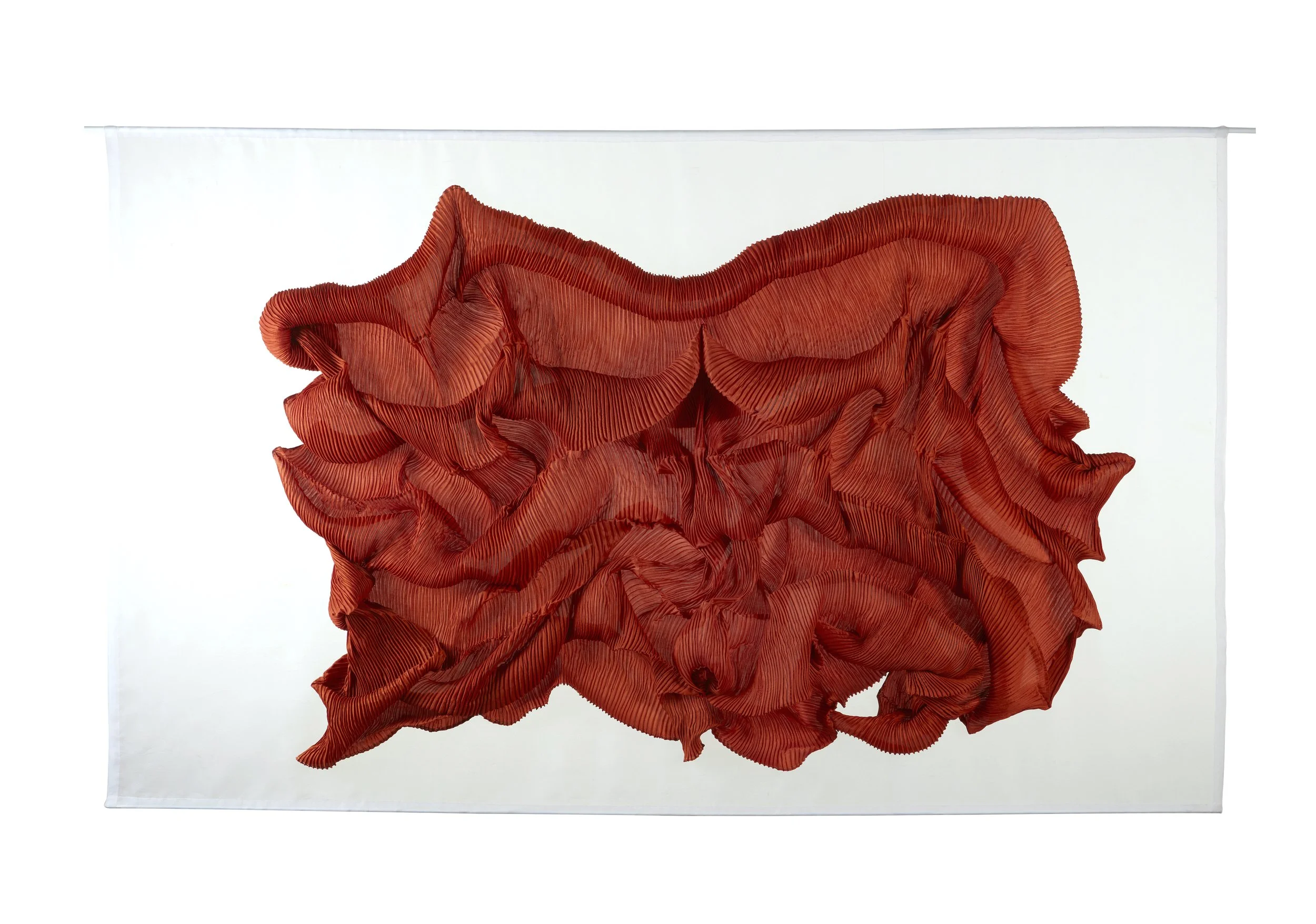A white display panel showcasing a red succulents plant with ruffled layers and ridges.