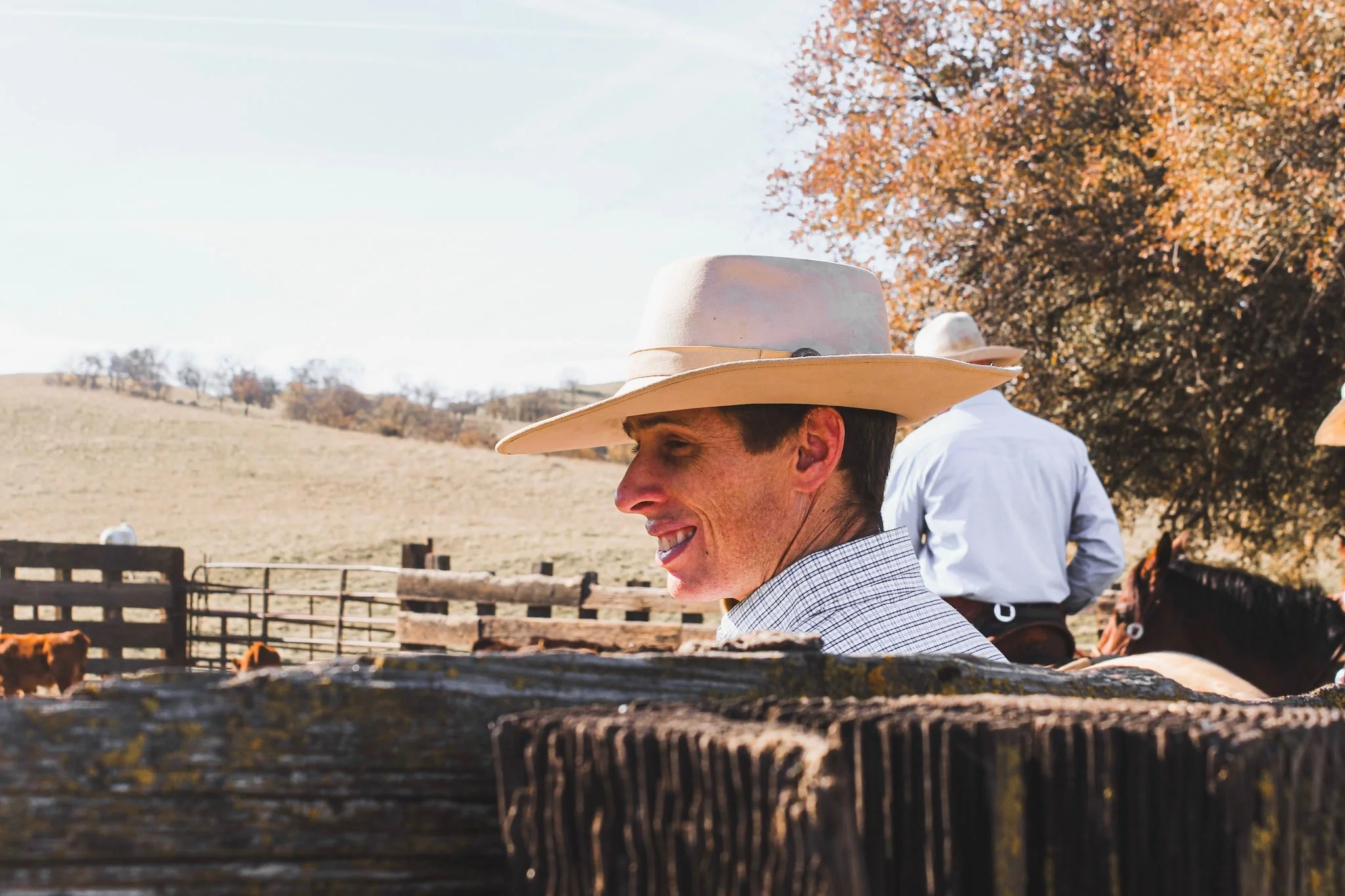 Ranchers wearing cowboy hats work with cattle near a wooden corral in an autumn pasture.