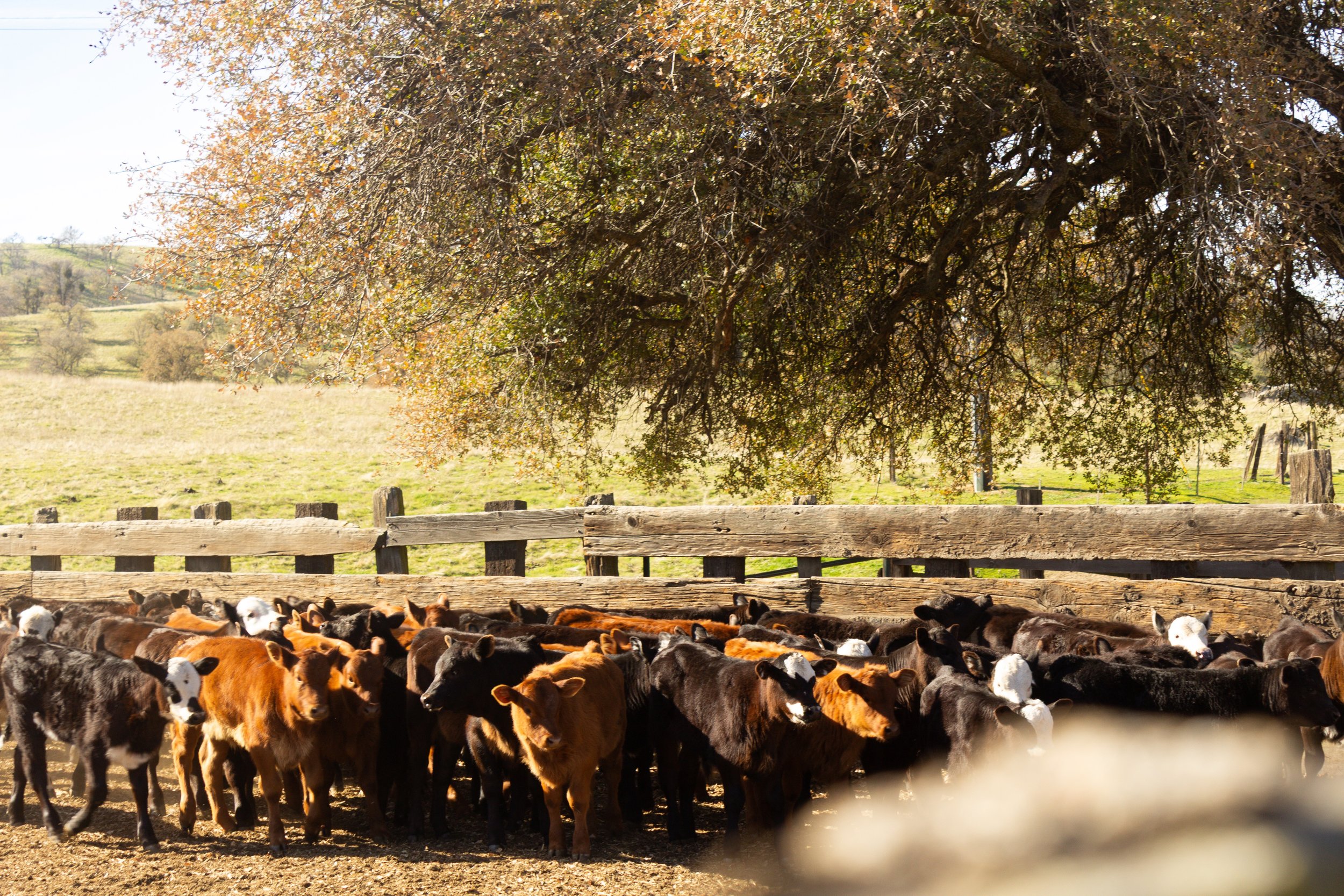 Herd of calves gathered behind a wooden fence on a farm beneath a large autumn tree