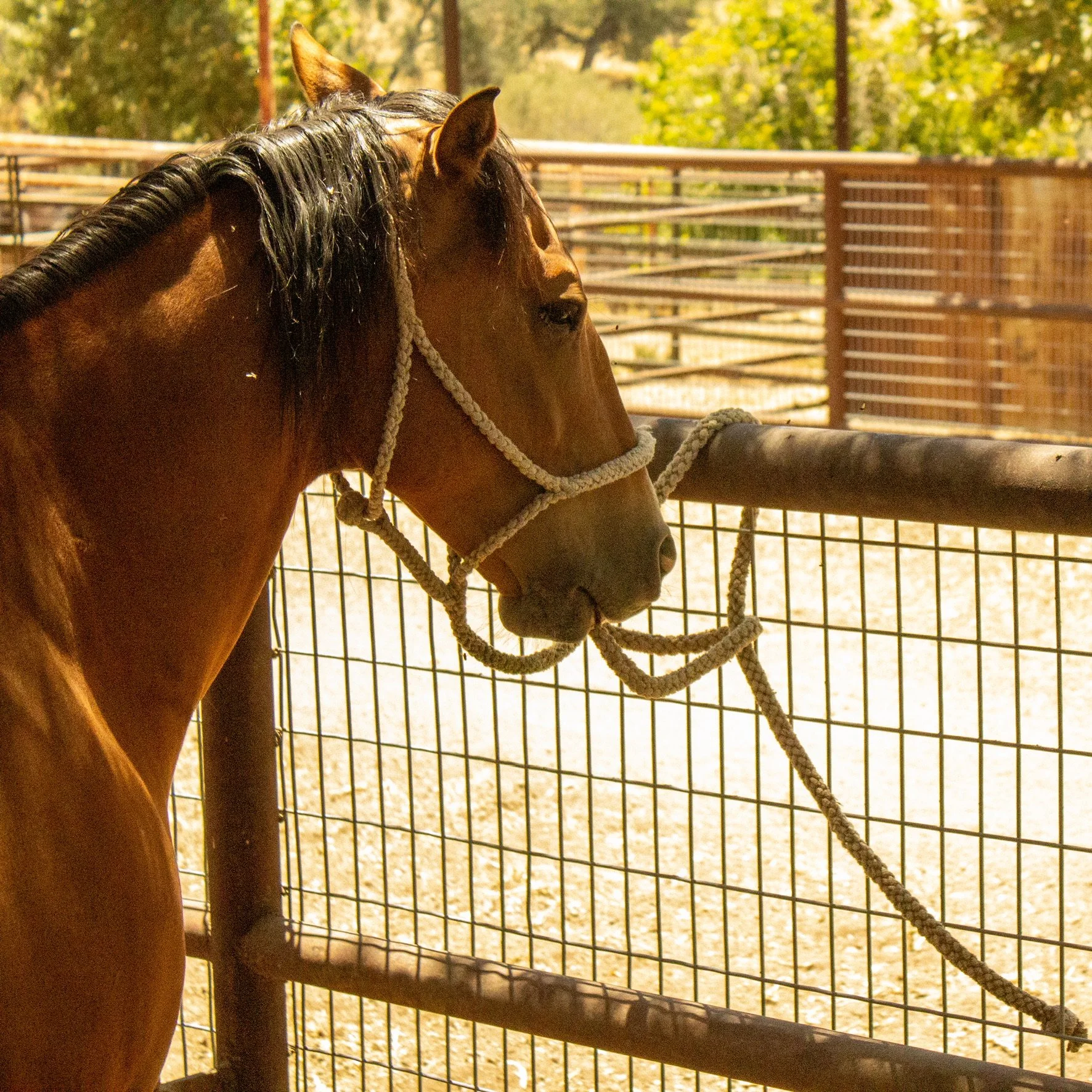 Brown horse wearing a rope halter in a fenced outdoor paddock