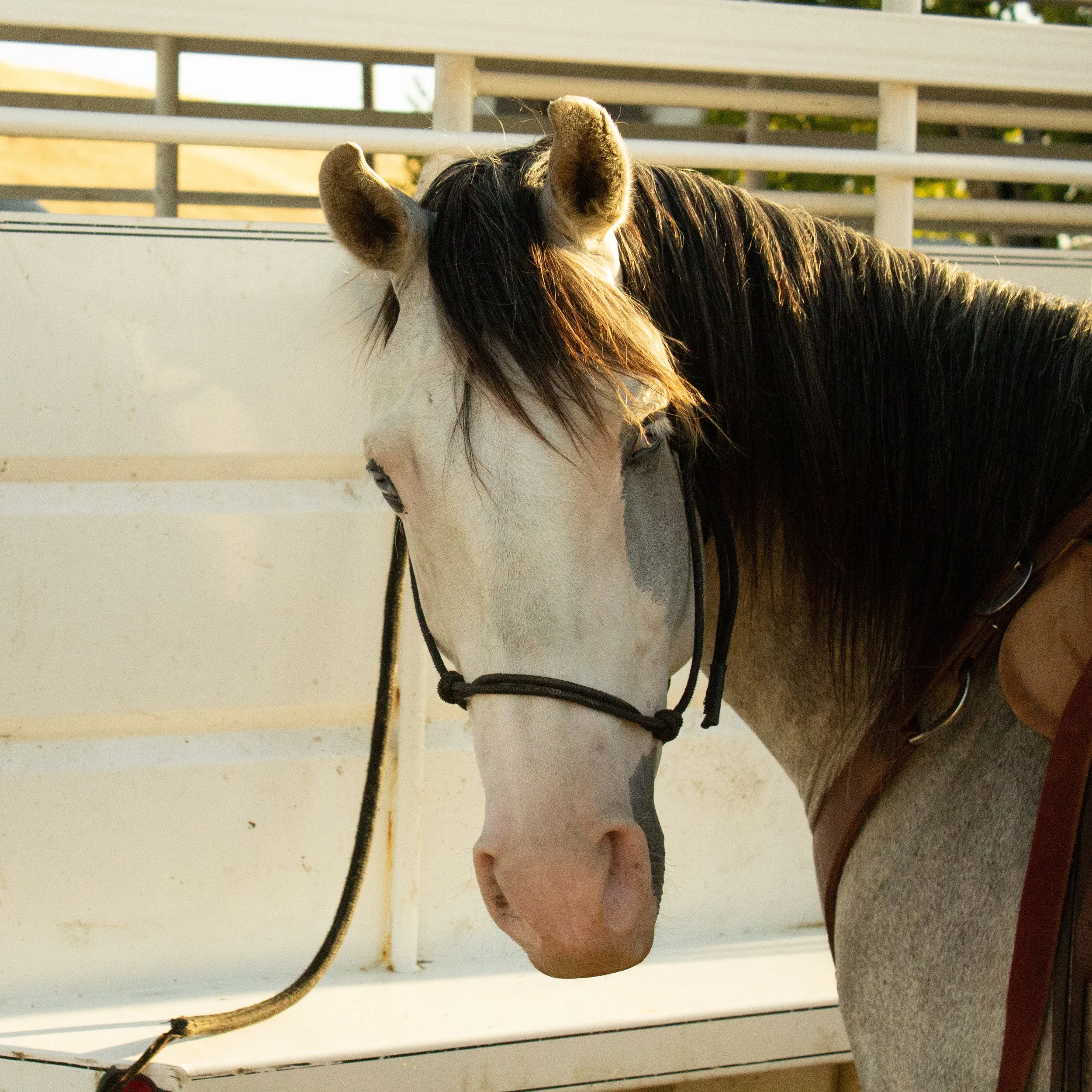 Close-up of a black-and-white horse wearing a rope halter and bridle beside a white fence.