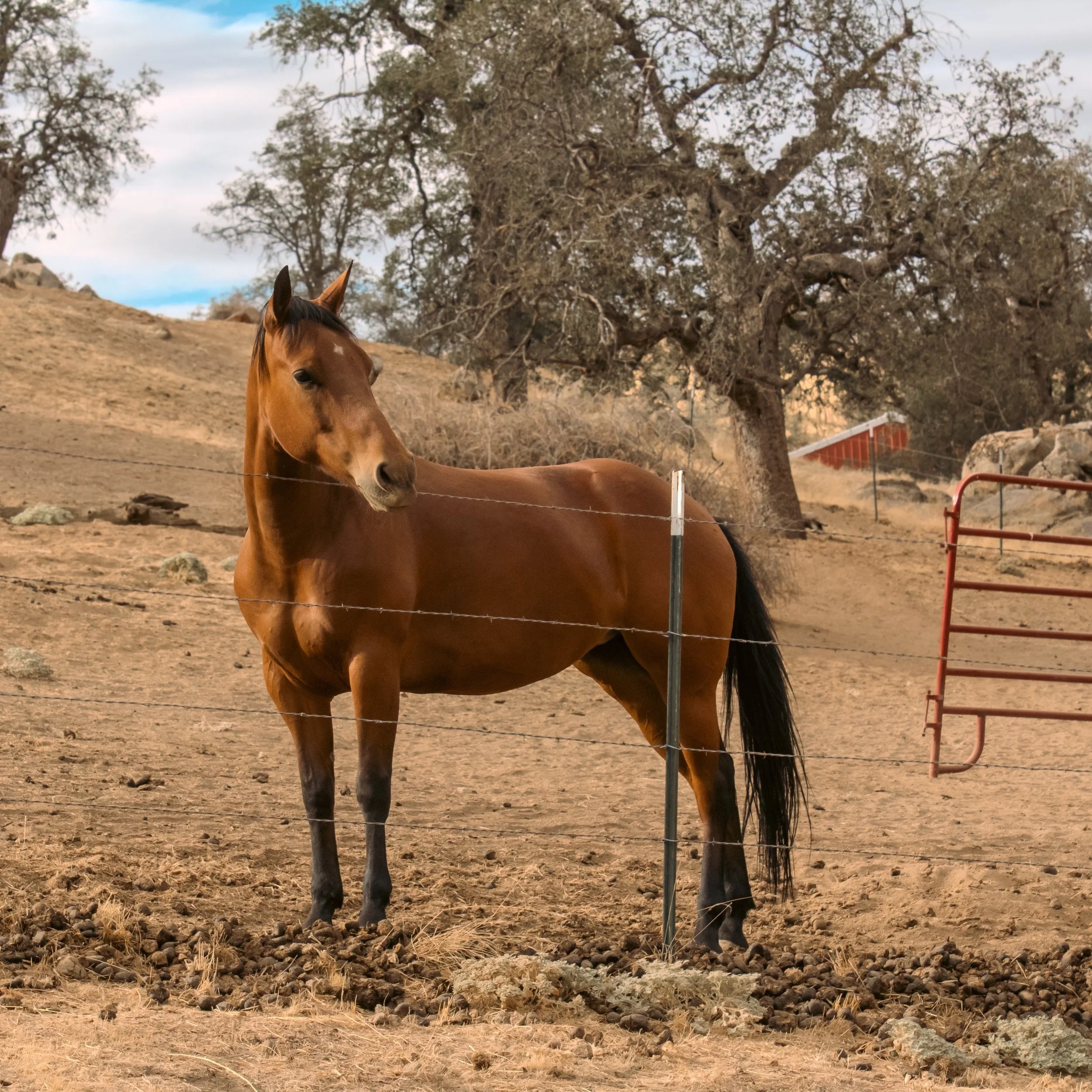 Chestnut horse standing behind a barbed-wire fence in a dry rural pasture with oak trees and a red barn.
