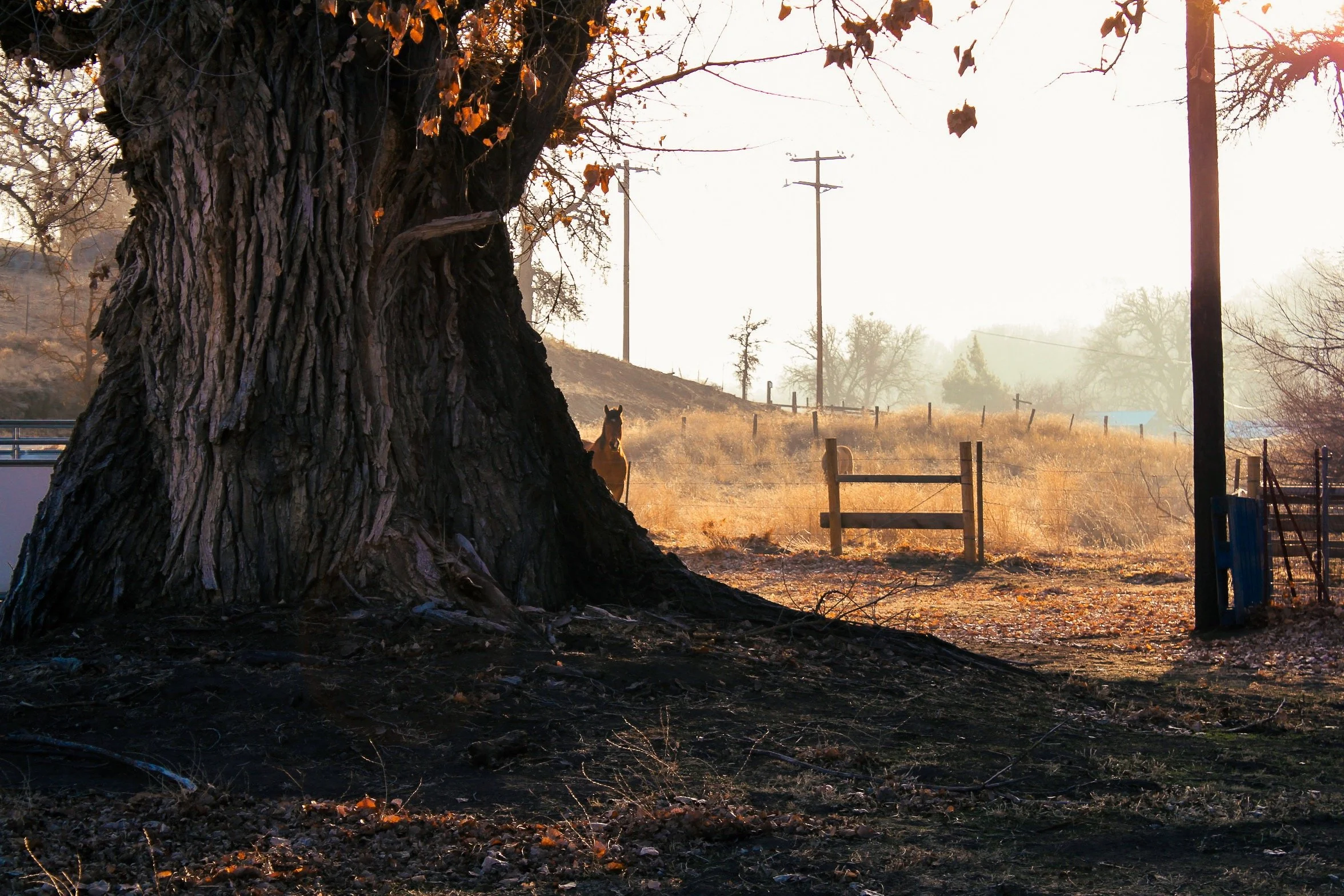 Horse standing behind a massive tree in a sunlit rural pasture with fencing and utility poles.