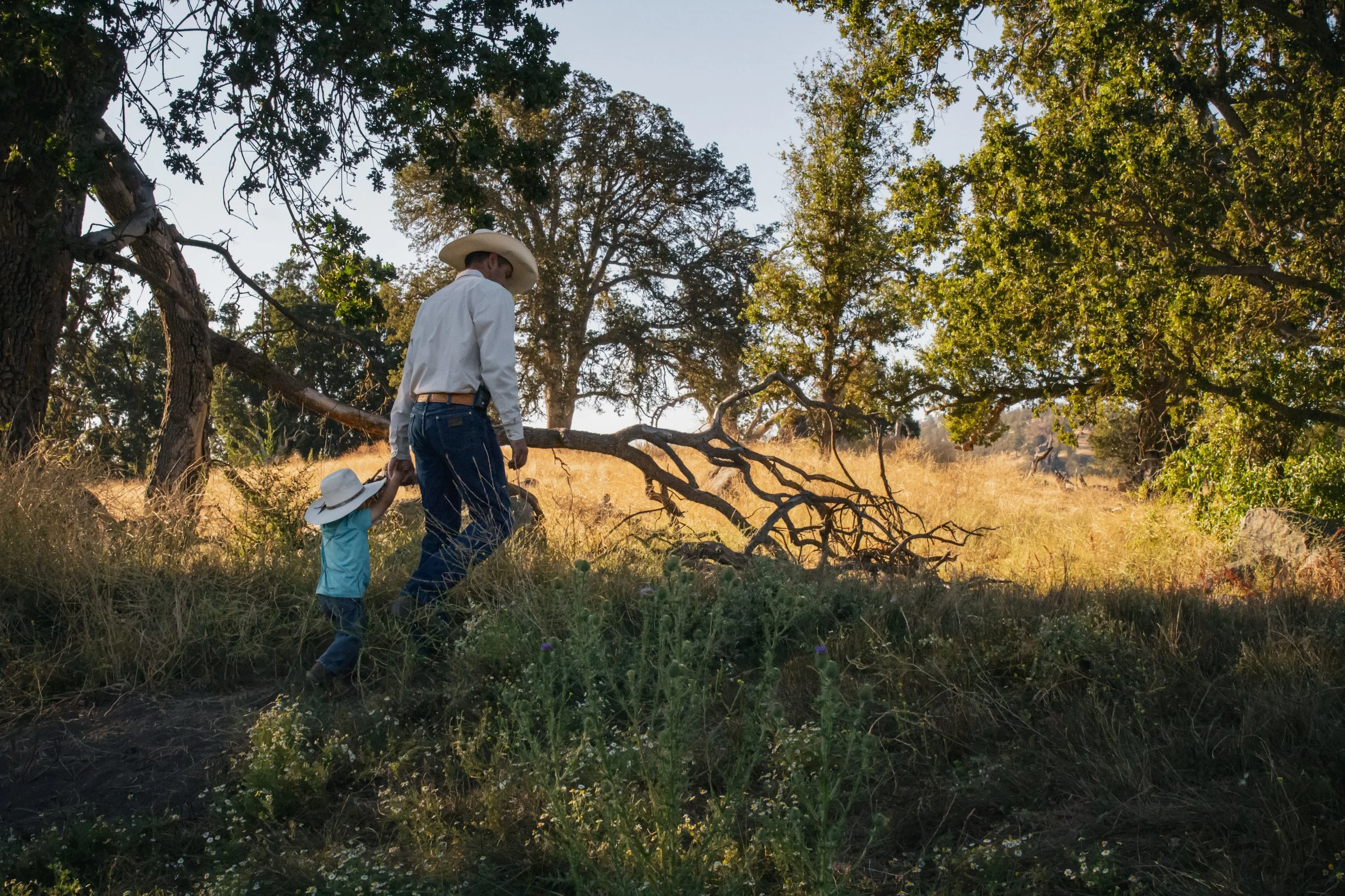 Cowboy and child in hats walking through a sunlit oak woodland with dry grass