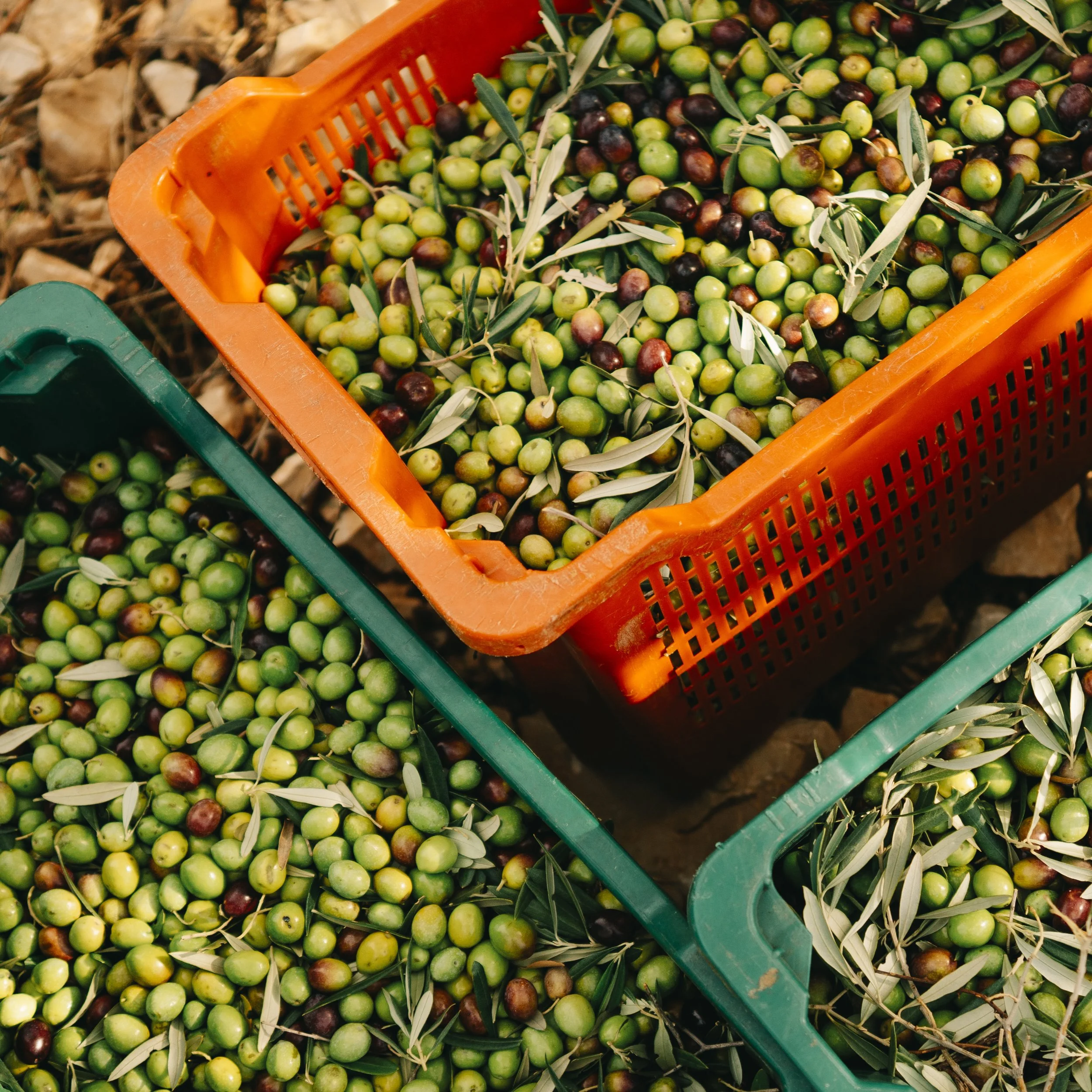Long days. Tired hands. At Dolina Maslina, that's what goes into every bottle of estate-grown extra virgin olive oil. Harvest is here and we appreciate this labor of love! 💪🏼
#OliveOil #HarvestSeason #DolinaMaslina #SustainableGrowing