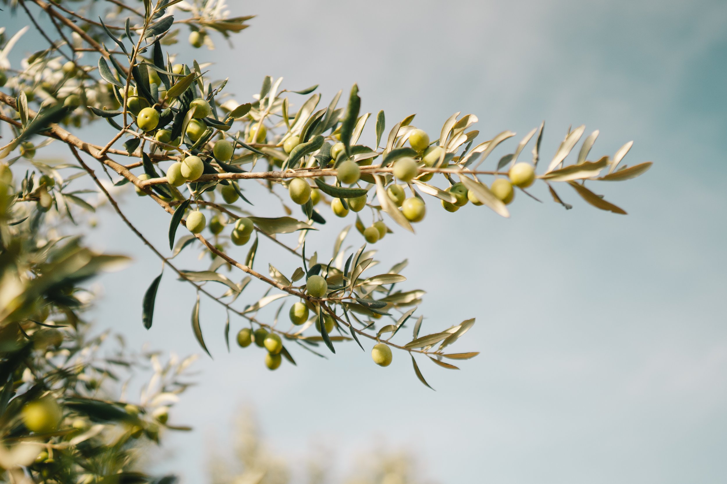 Close-up of a branch with green olives and elongated leaves, against a blurred sky background.