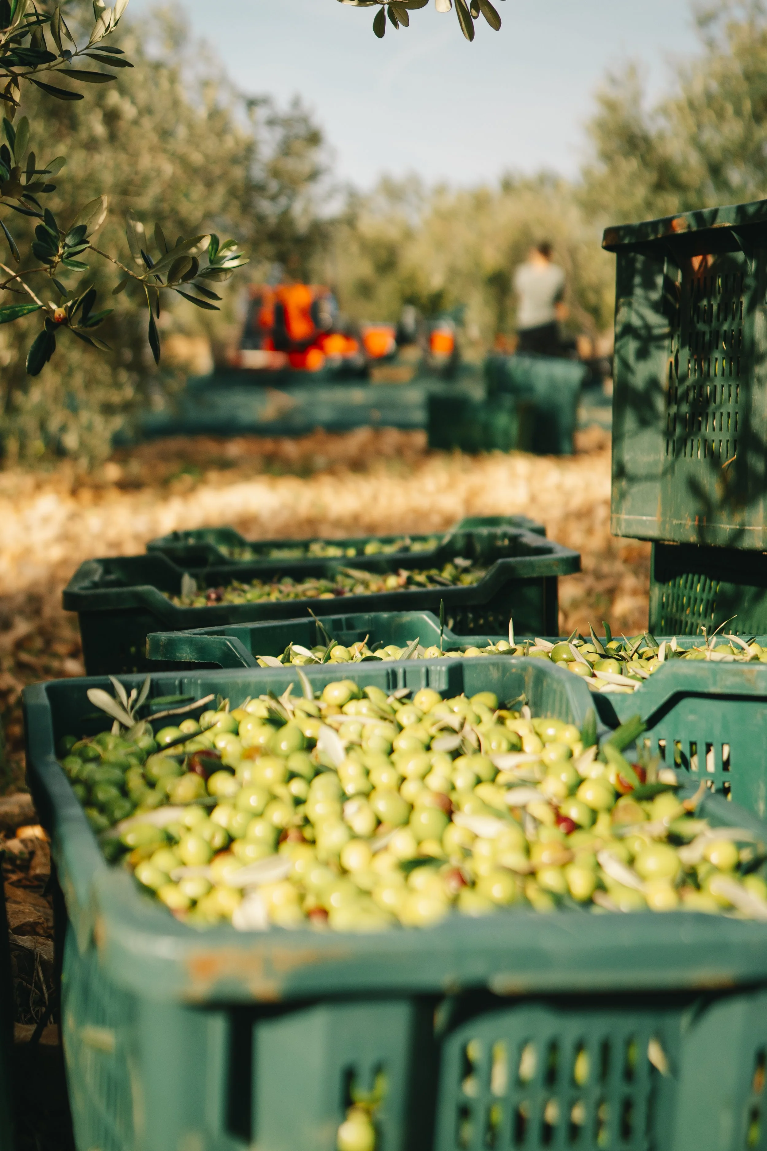 Green crates filled with freshly picked green olives, with more olive trees and workers in the background on a sunny day.