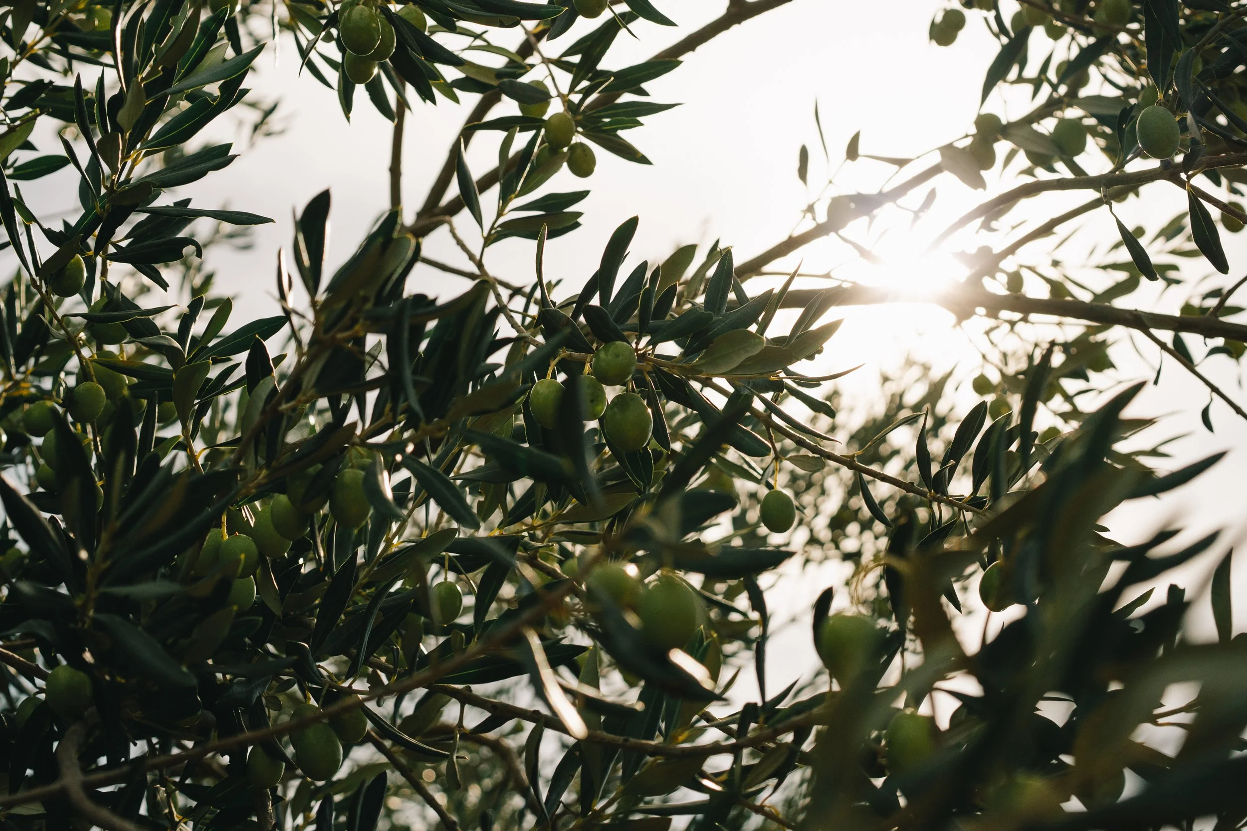 Branch of an olive tree with small green olives and dark green leaves, sunlight shining through the branches.