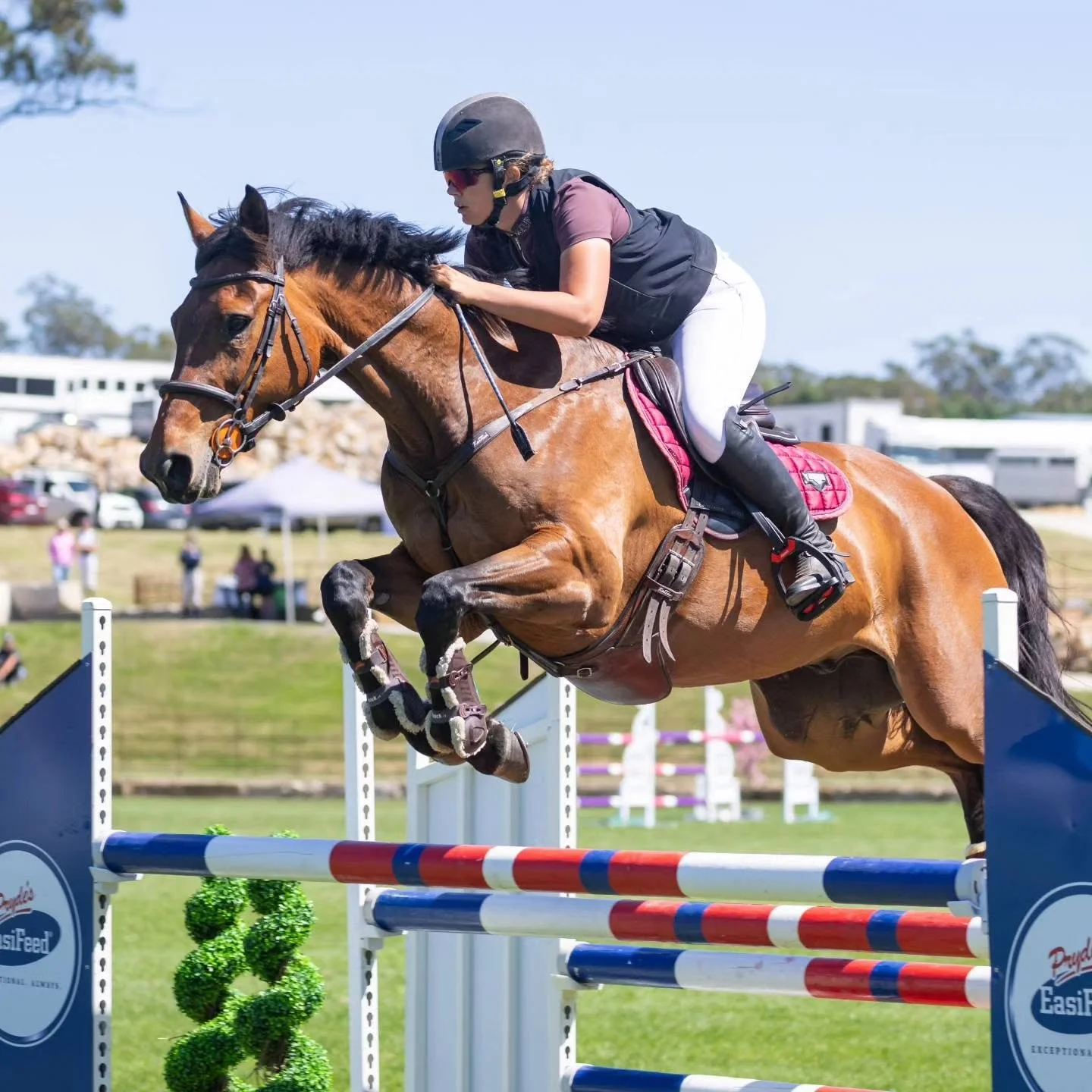 Rider in a burgundy jacket jumping a chestnut horse over a showjump