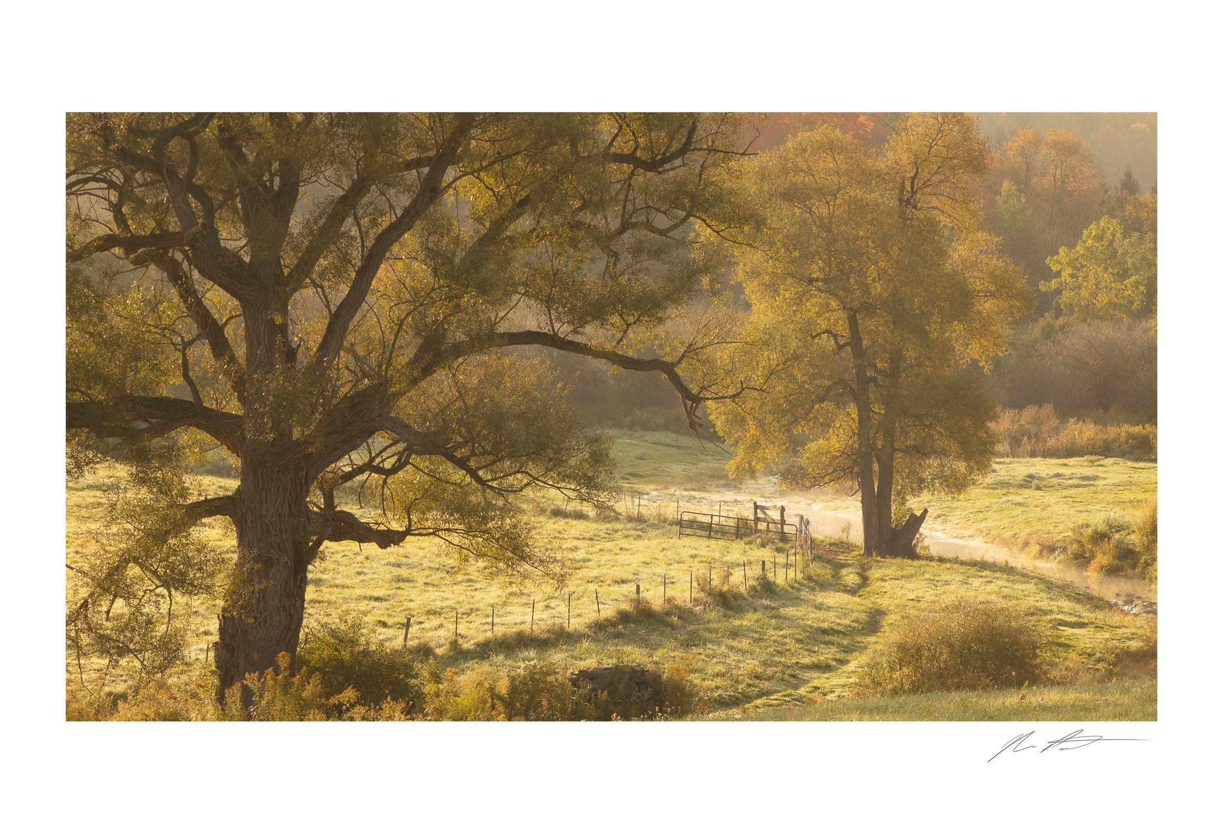A large twisted tree with green and yellow autumn leaves, on a grassy field with fencing, bathed in soft golden sunlight.