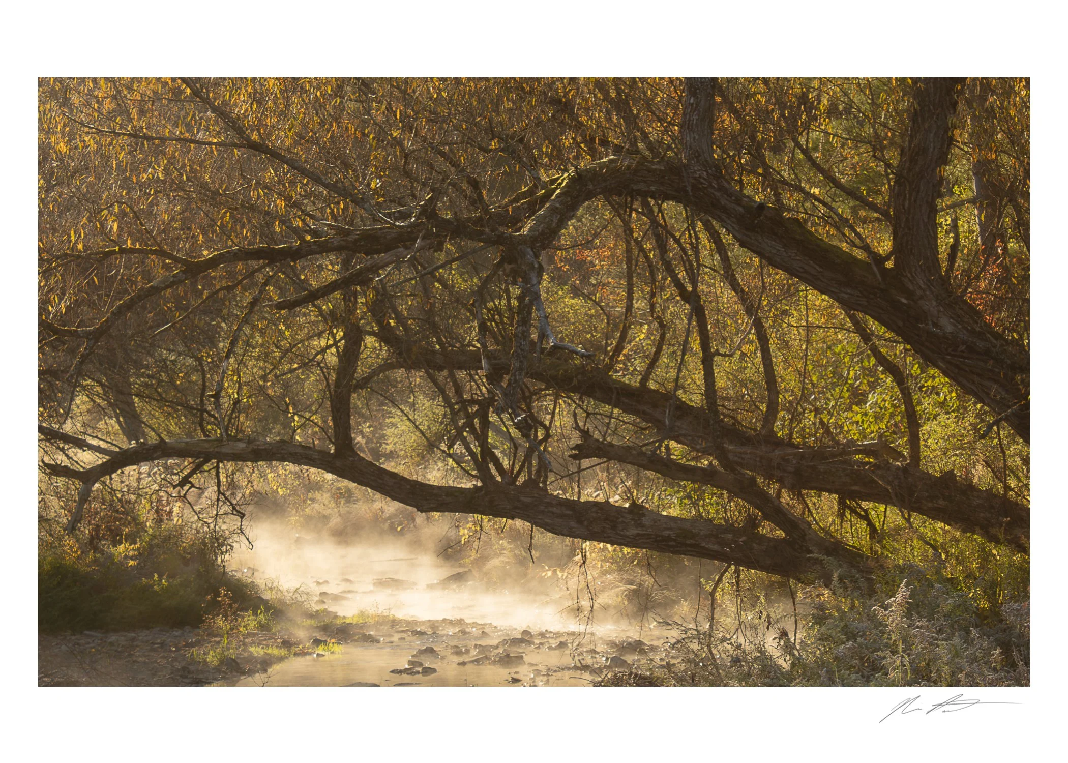 Sunlight filters through a dense forest of leafless trees, casting shadows and creating a hazy, atmospheric scene near a rocky riverbank.
