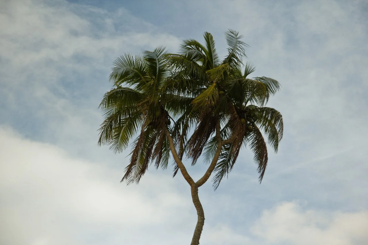 A lone palm tree with a curved trunk against a blue sky with some clouds.