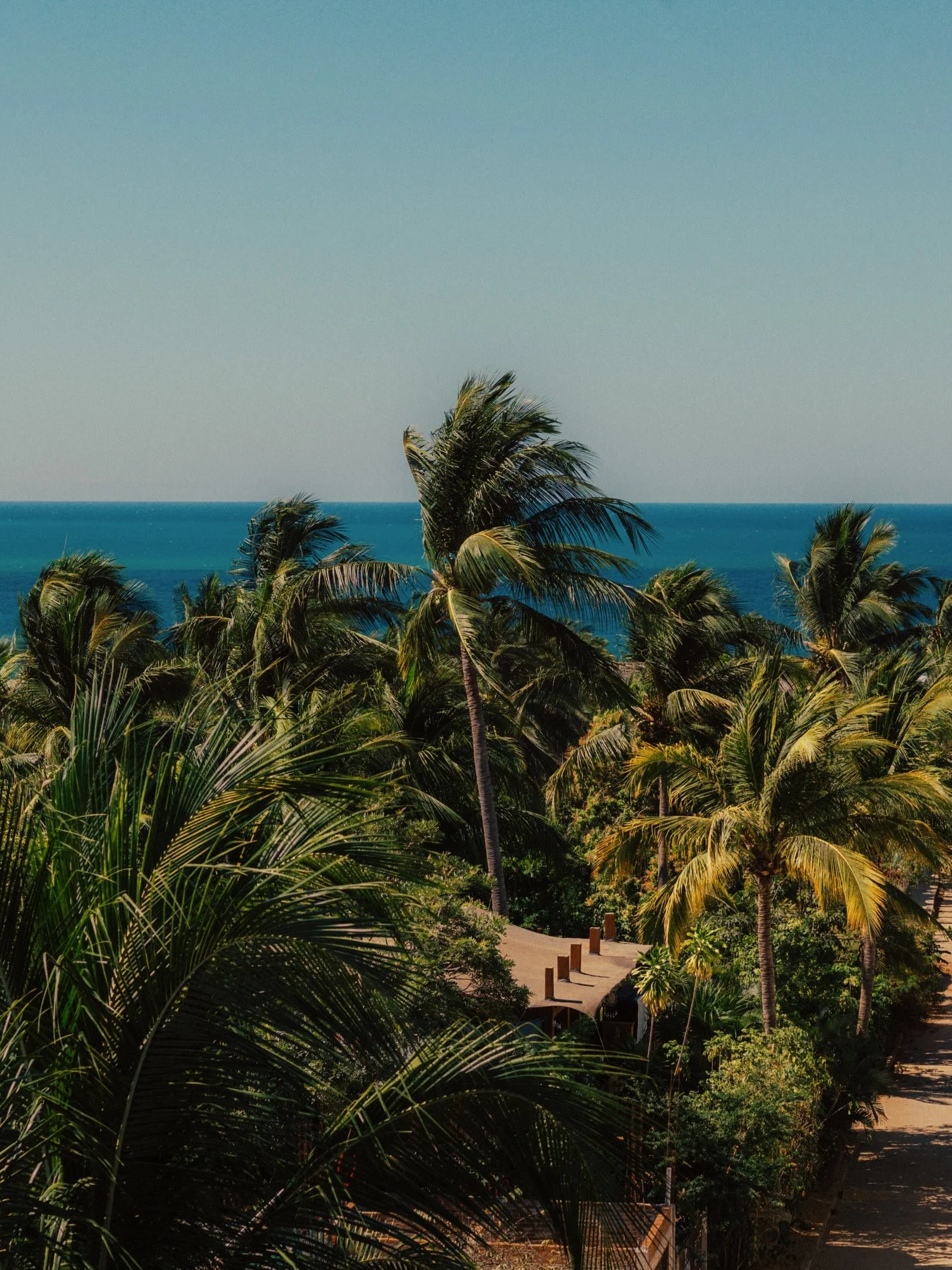 Palm trees on a beach with the ocean in the background under a clear blue sky.