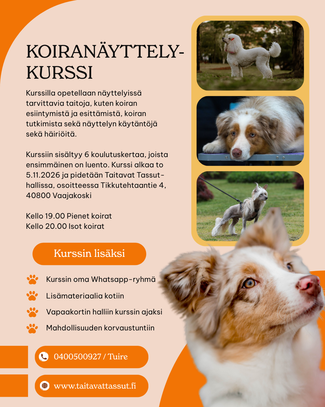 Ilmoitus alkavasta koiranäyttelykurssista